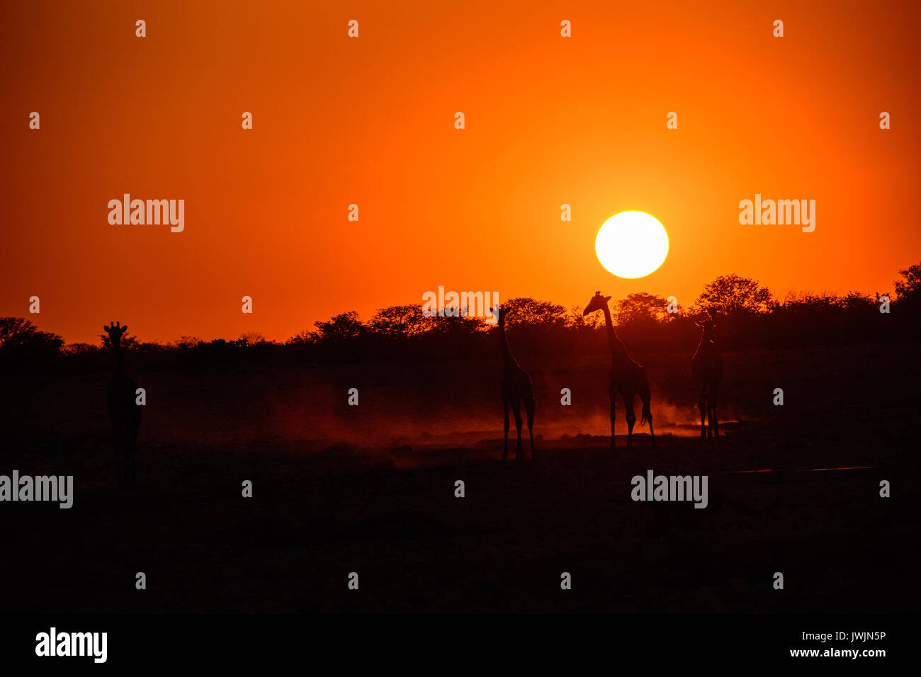 Le giraffe stagliano al tramonto Foto Stock