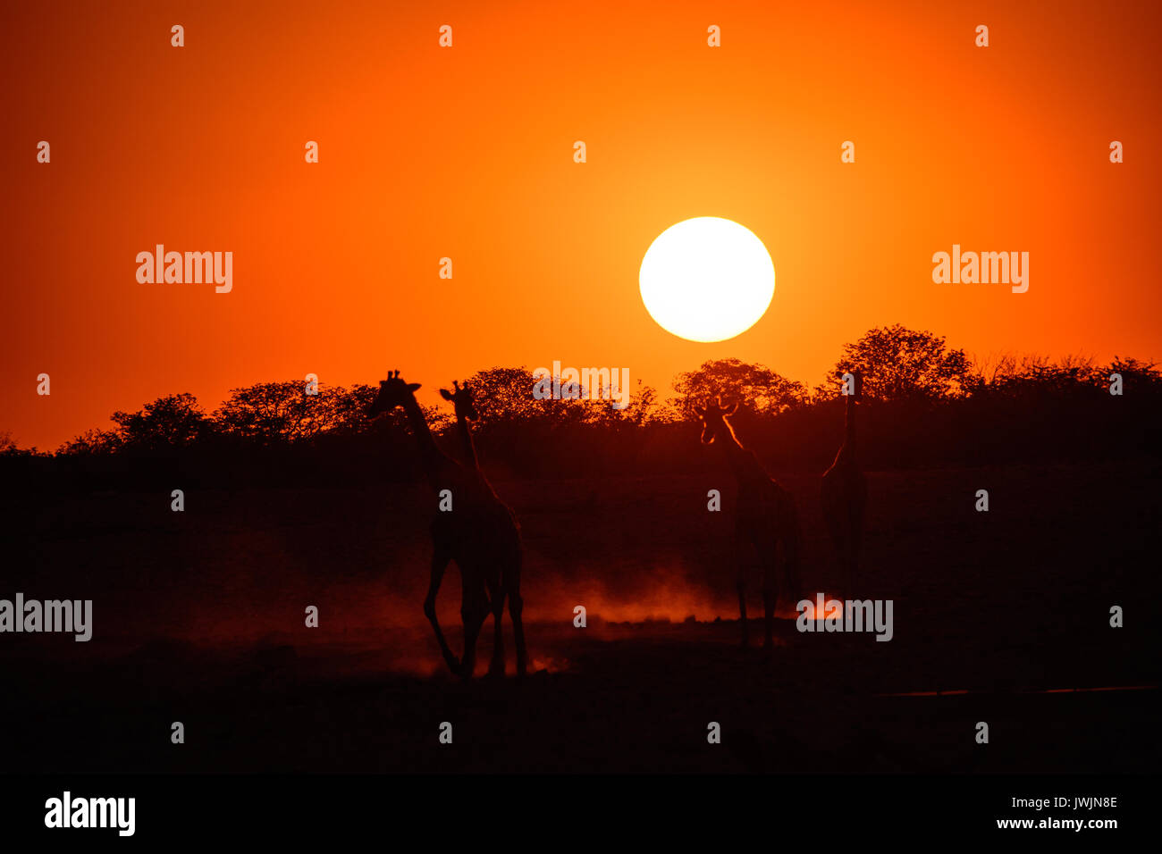 Stagliano le giraffe al tramonto Foto Stock