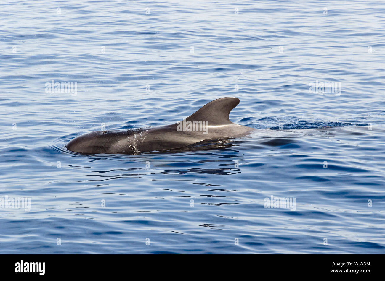 osservazione delle balene Foto Stock