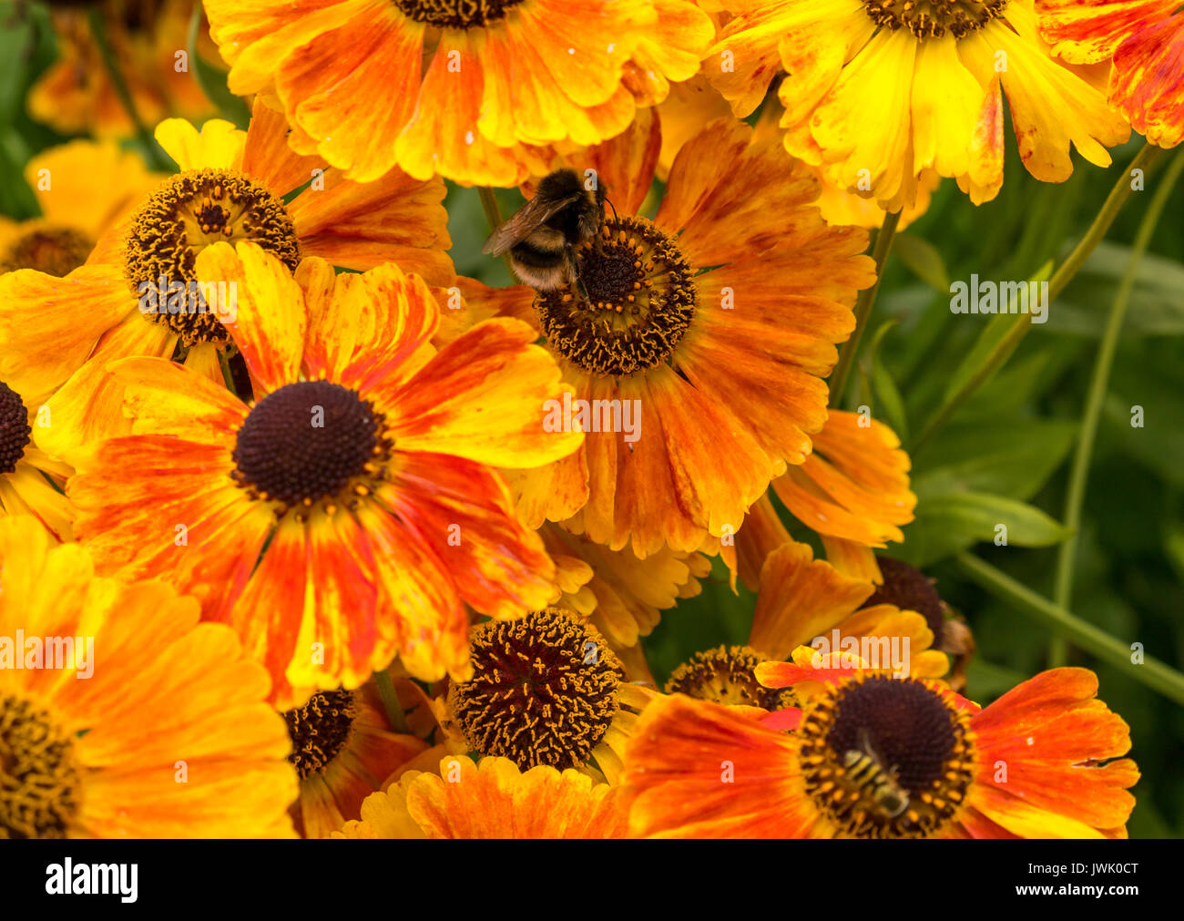 Fiori di arancio brillante di Helenium sneezeweed, primo fiore di Sahin, con bumblebee, Scozia, Regno Unito Foto Stock