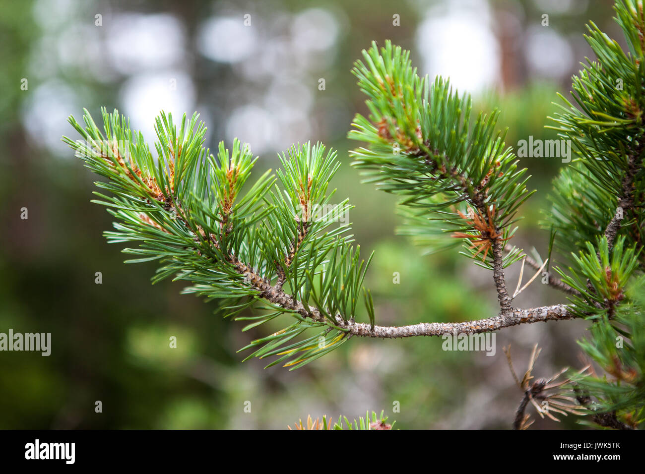 Ago fresche foglie sul ramo di pino a molla Foto Stock