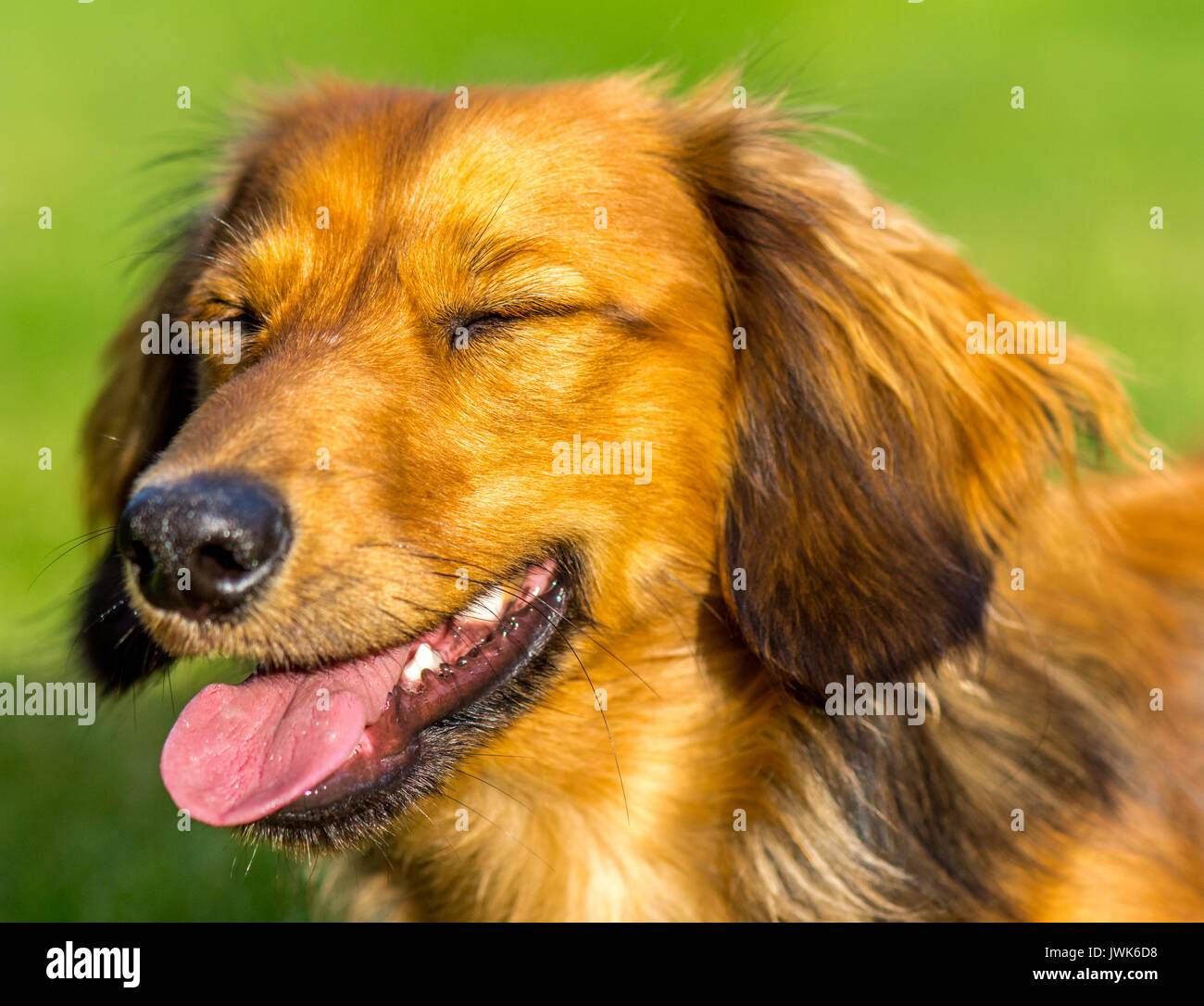 Capelli lunghi bassotto felice e volto sorridente Foto Stock