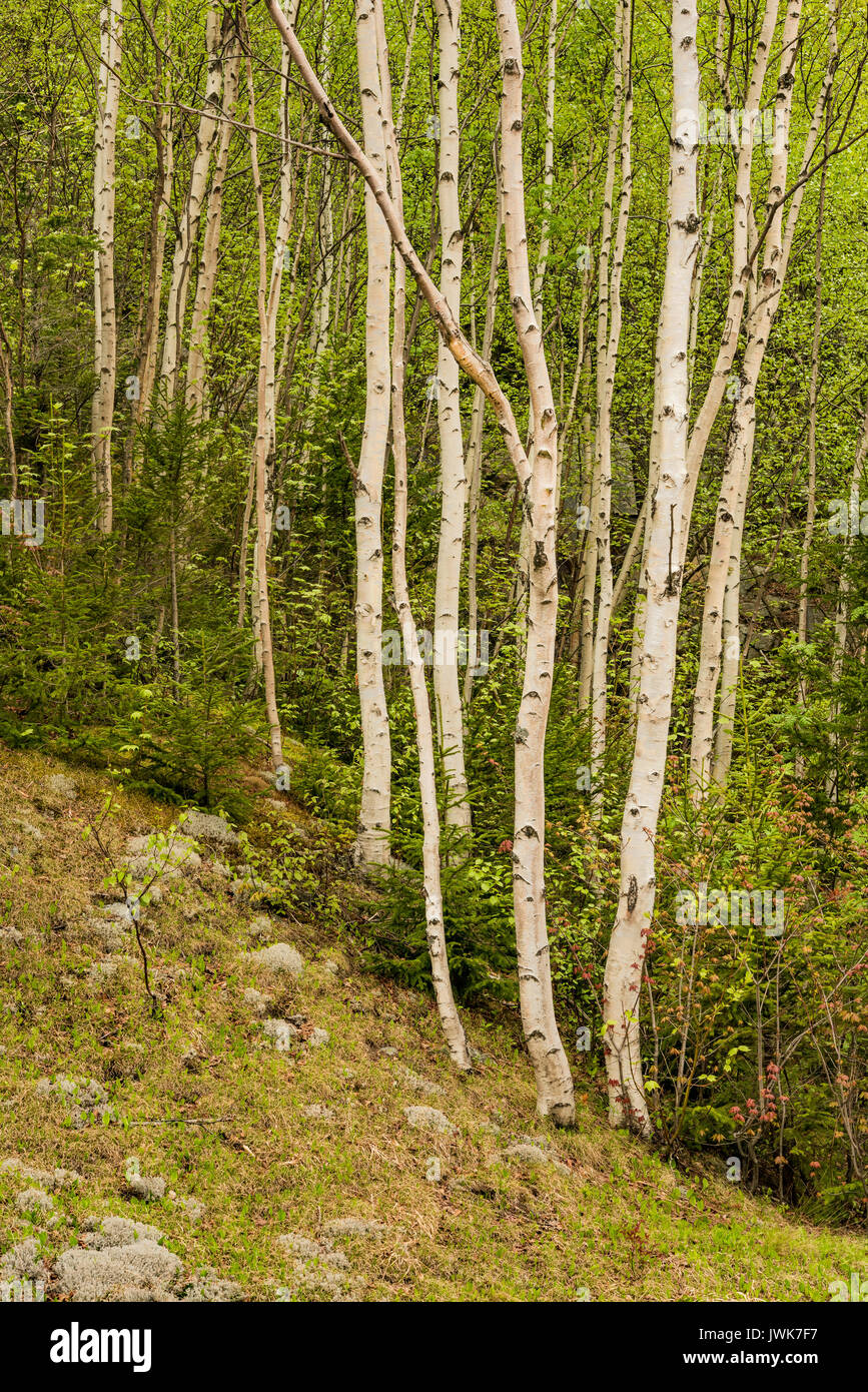 La carta di betulle su un White Mountain National Forest hillside in primavera, Coo Co., NH Foto Stock