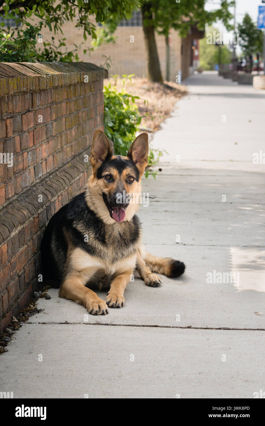 Un pastore tedesco cane recante sul lato a piedi in un ambiente urbano. Foto Stock