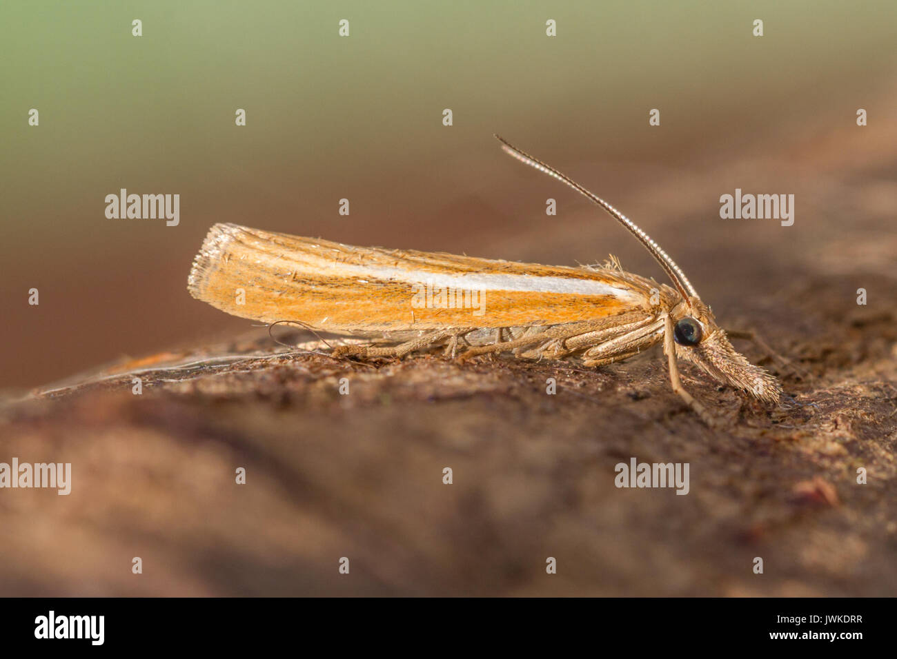 Micro moth - agriphila sp. Probabile Agriphila selasella Foto Stock