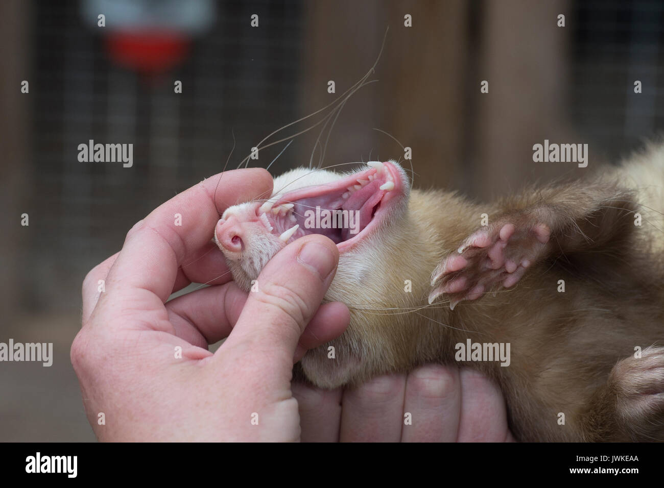 La verifica di un furetto denti Foto Stock