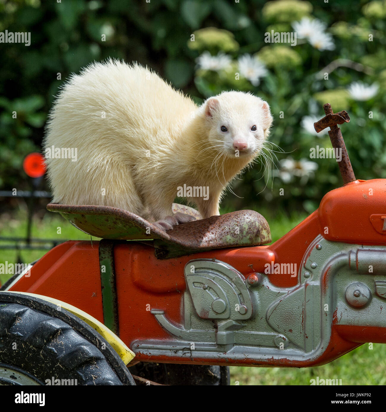 Ferret seduto su un trattore Foto Stock