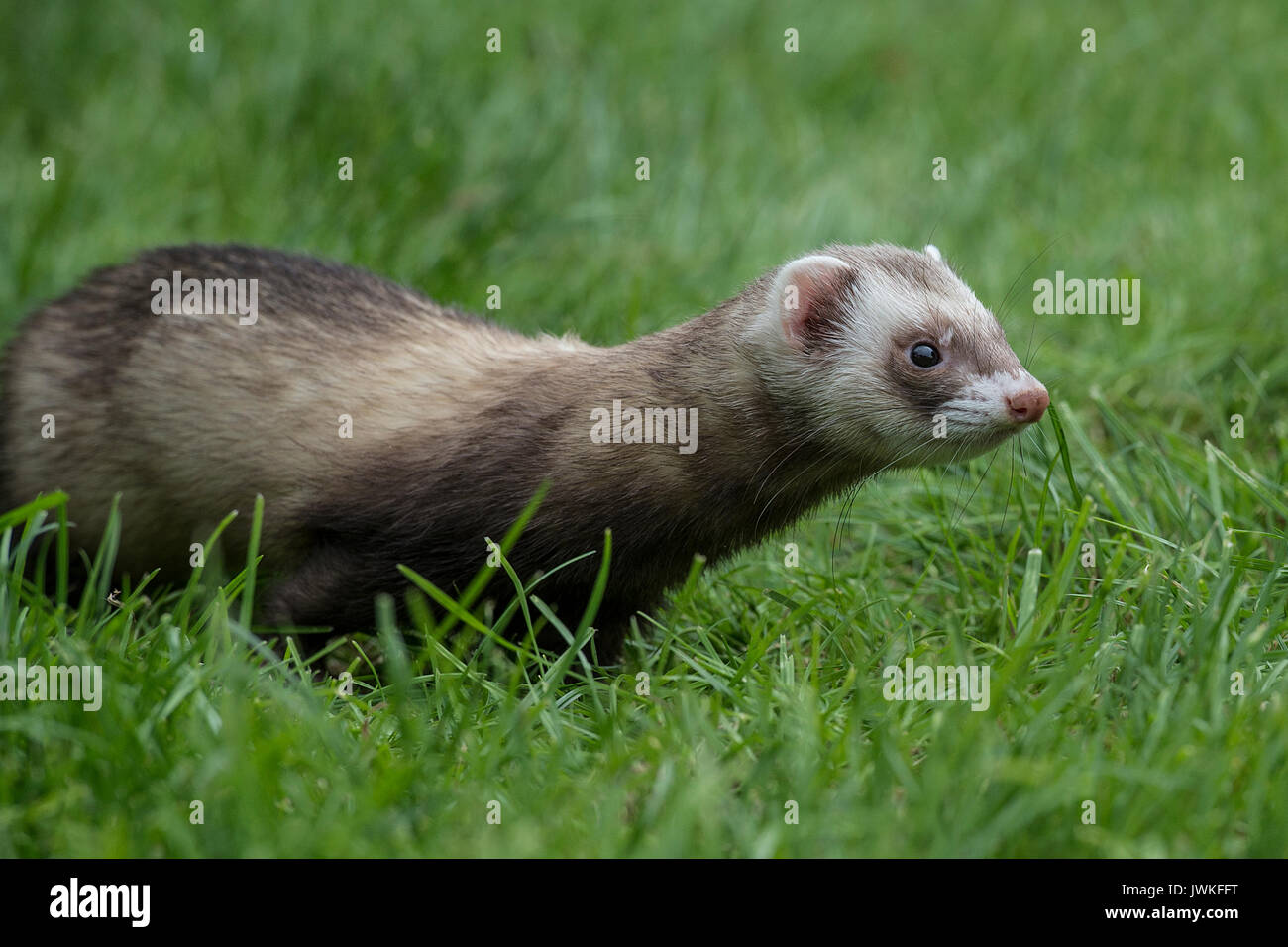 Polecat ferret Foto Stock