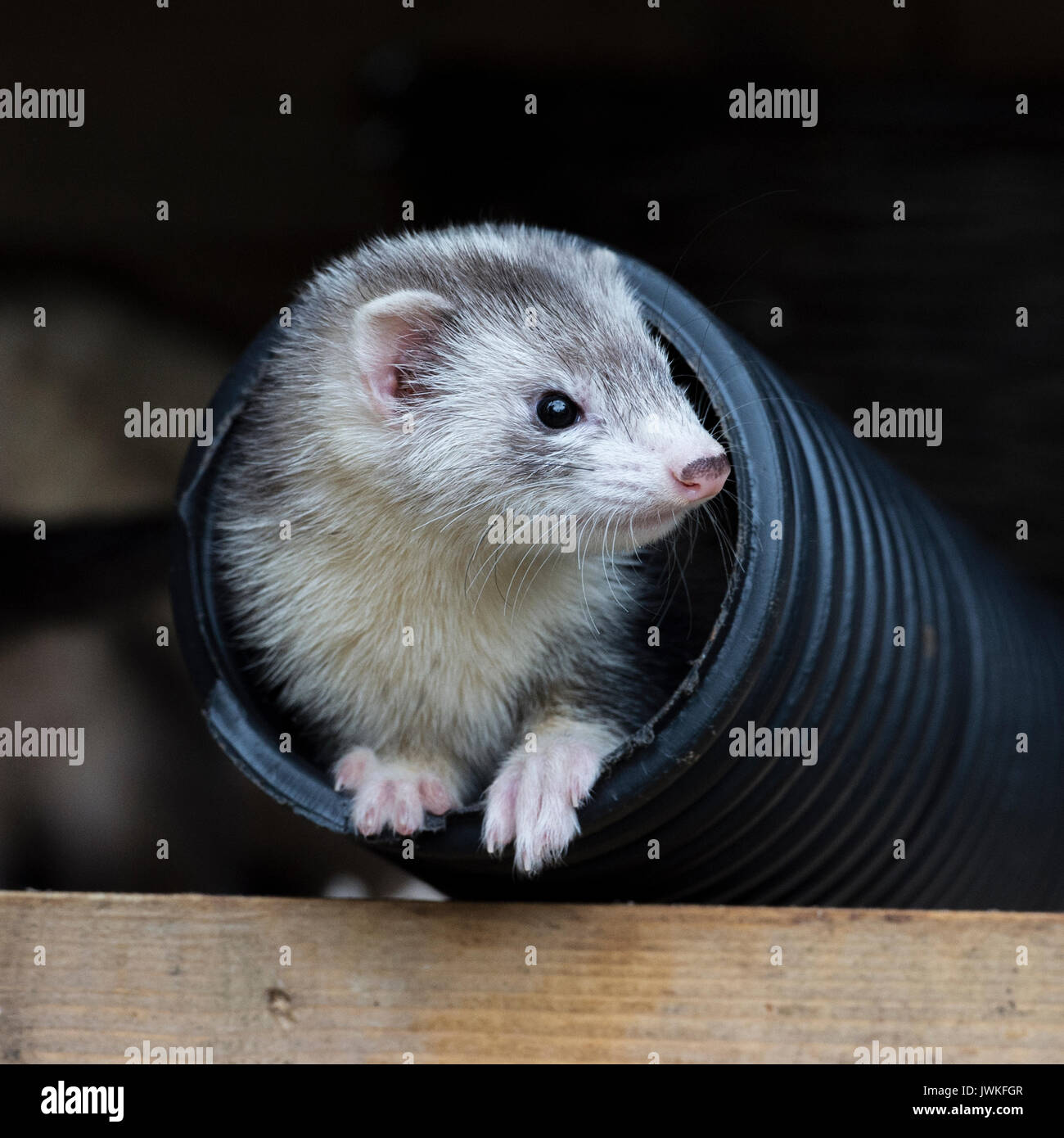 Ferret in un tubo di scolo Foto Stock