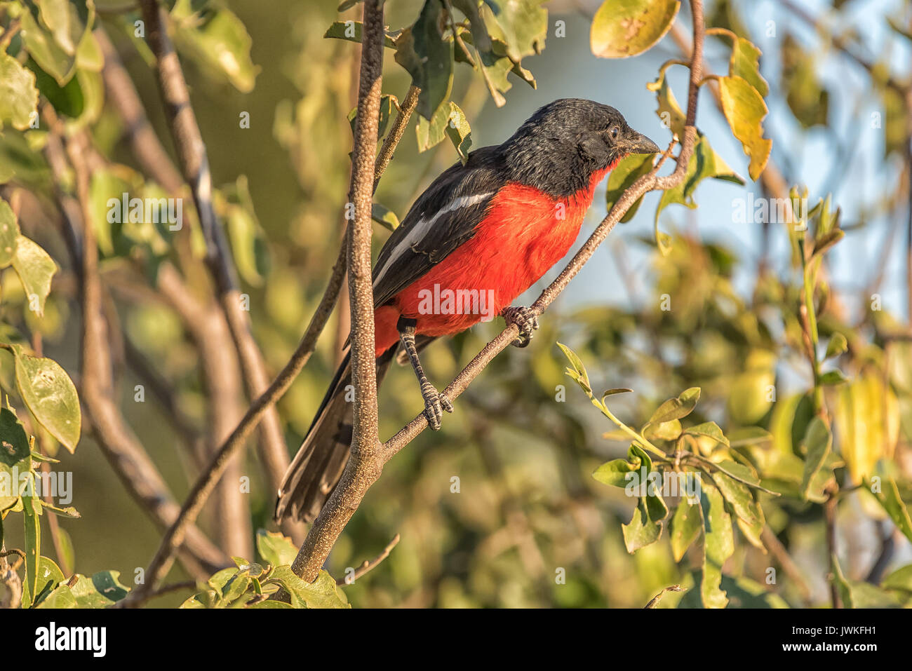 Un crimson-breasted shrike, Laniarius atrococcineus, sul ramo di un albero, Namibia settentrionale Foto Stock