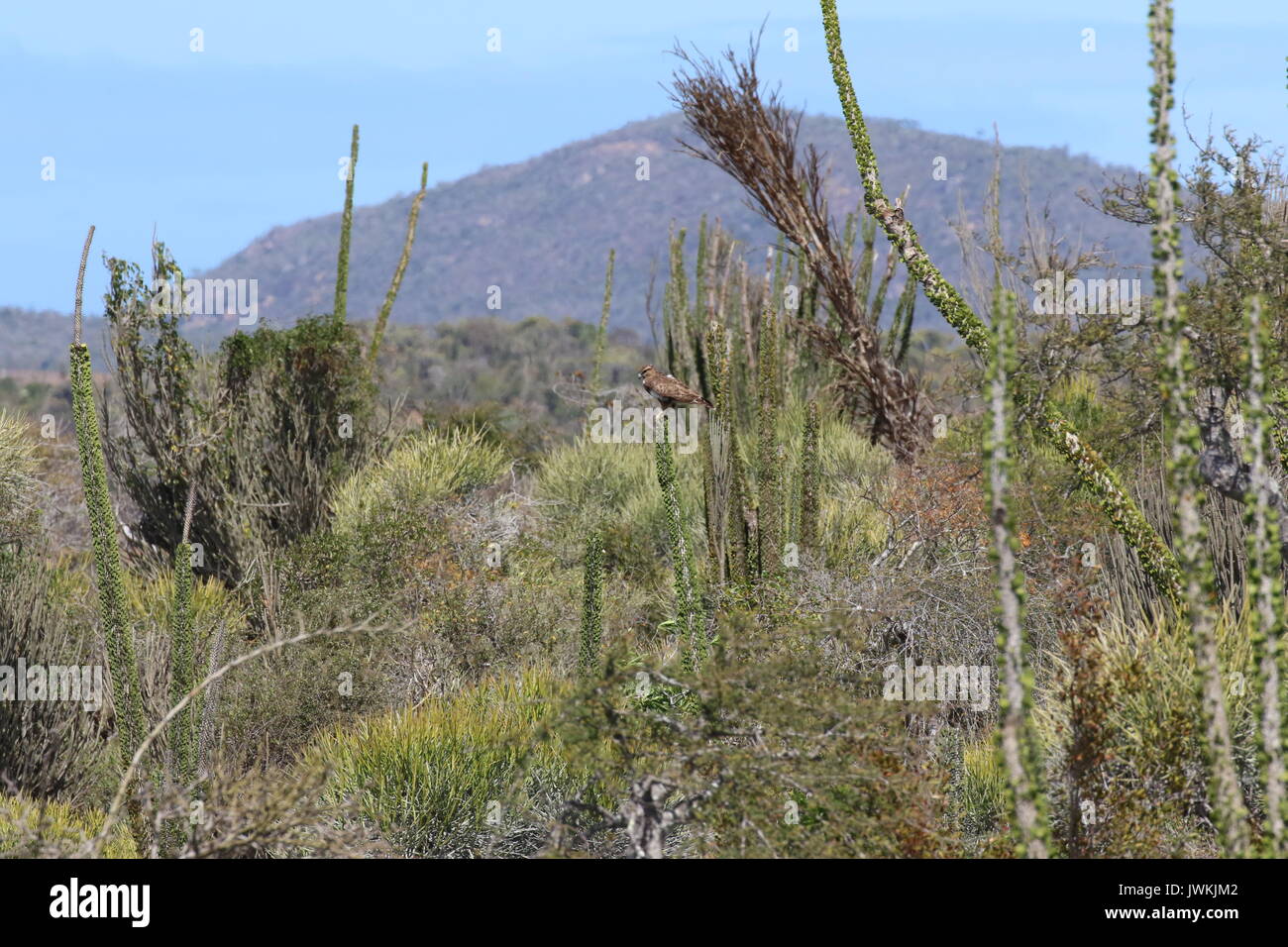 Madagascar foresta spinosa con il Madagascar poiana Foto Stock