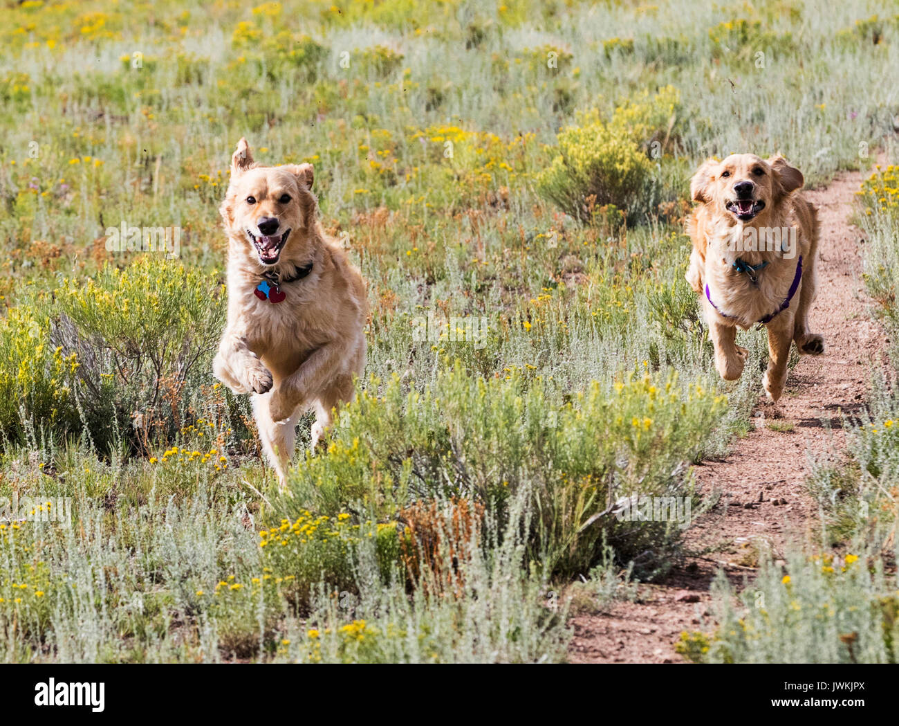 Il Golden Retriever cani in esecuzione in un campo Foto Stock