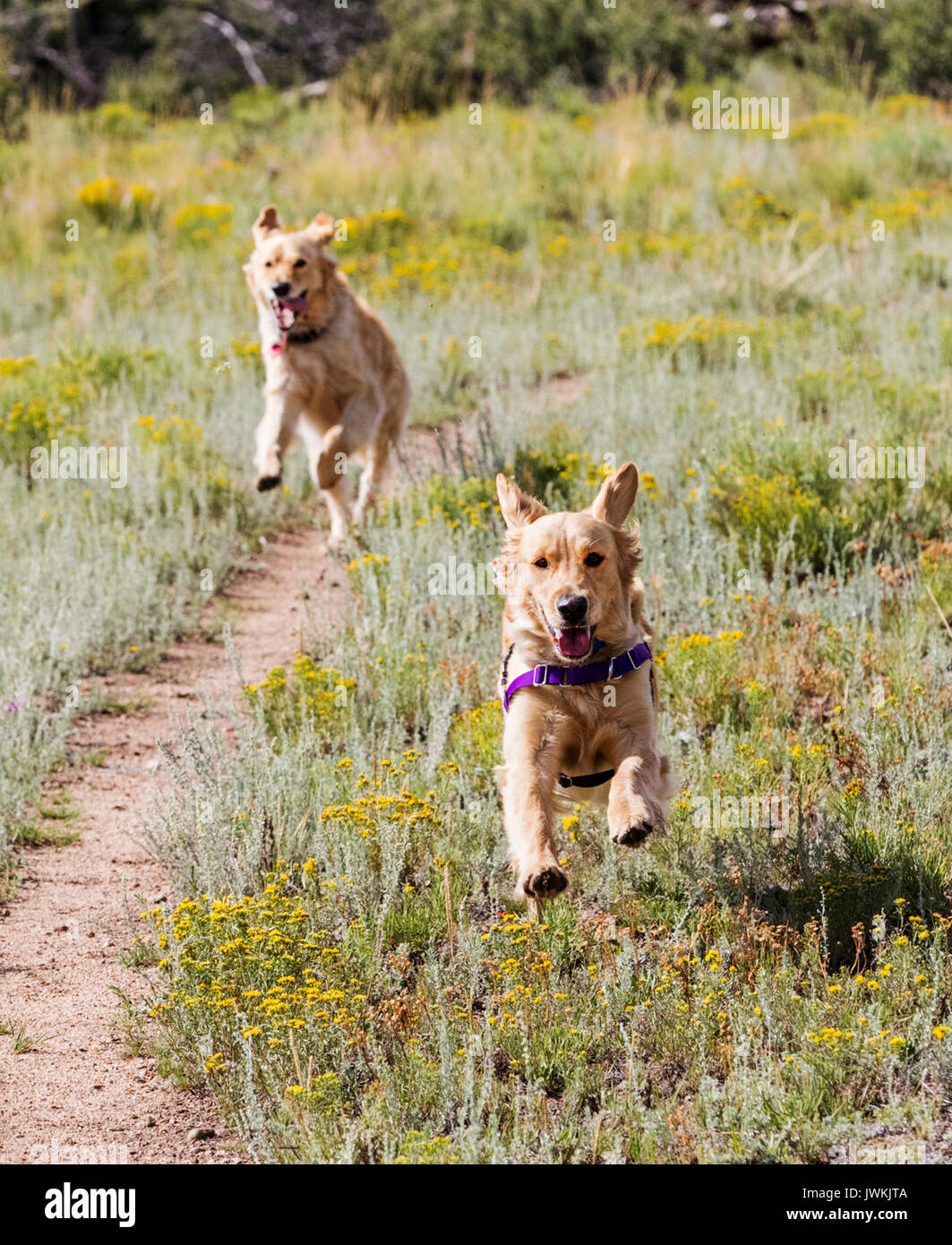 Il Golden Retriever cani in esecuzione in un campo Foto Stock