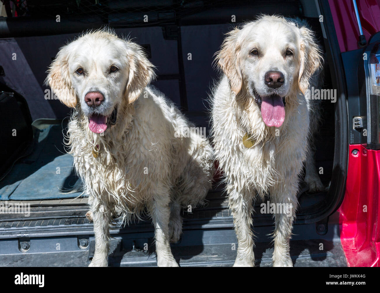 Due wet & sporco happy color platino Golden Retriever cani nella parte posteriore di un camion. Foto Stock Due wet & sporco happy color platino Golden Retriever cani nella parte posteriore di un camion. Foto Stock