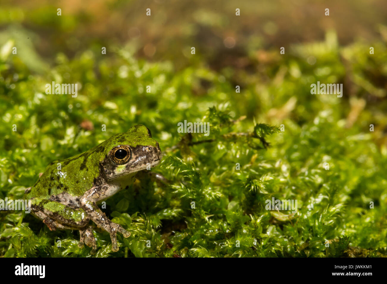 Una chiusura del grigio di una raganella Metamorph Foto Stock