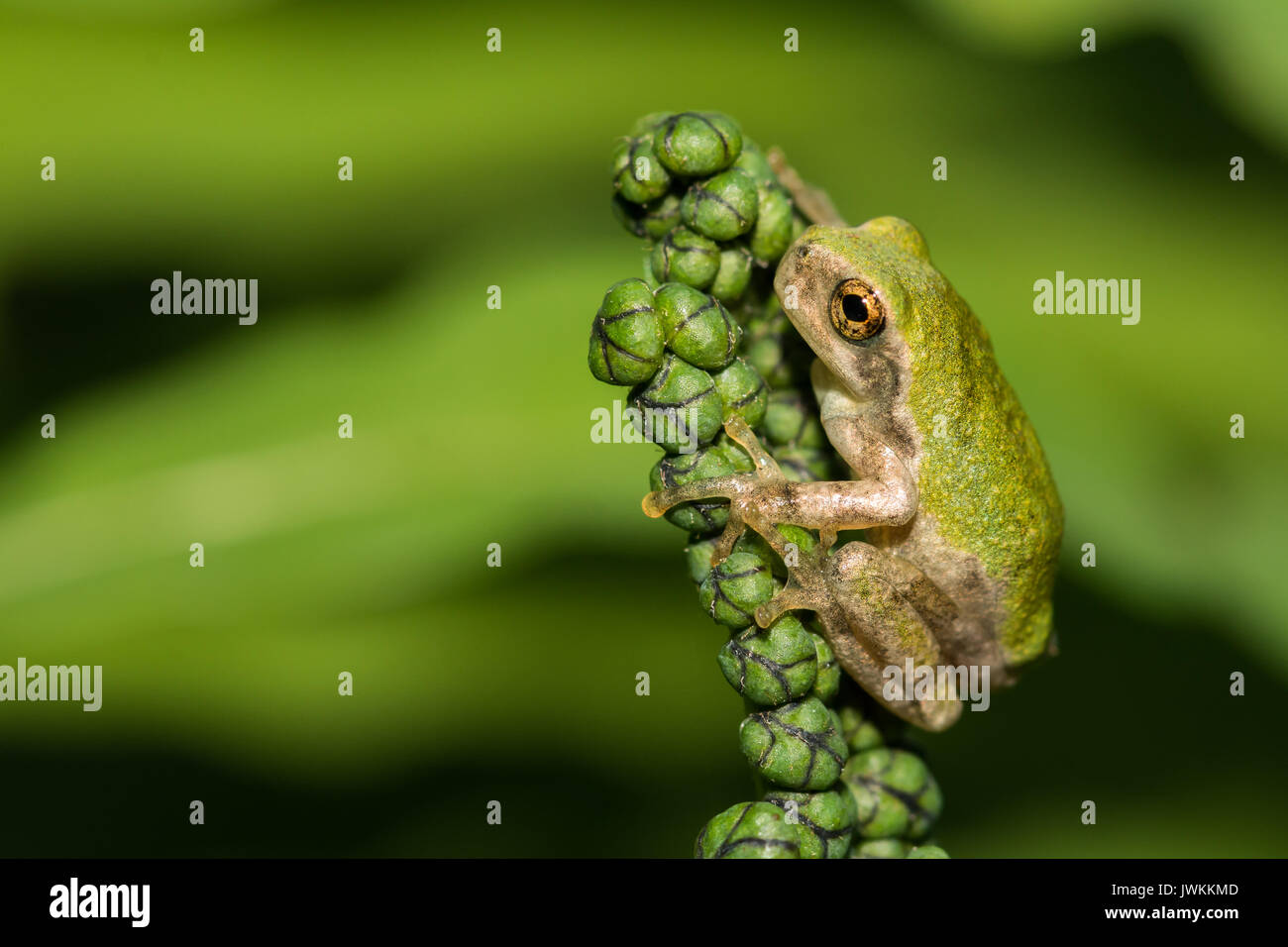 Una chiusura del grigio di una raganella Metamorph Foto Stock