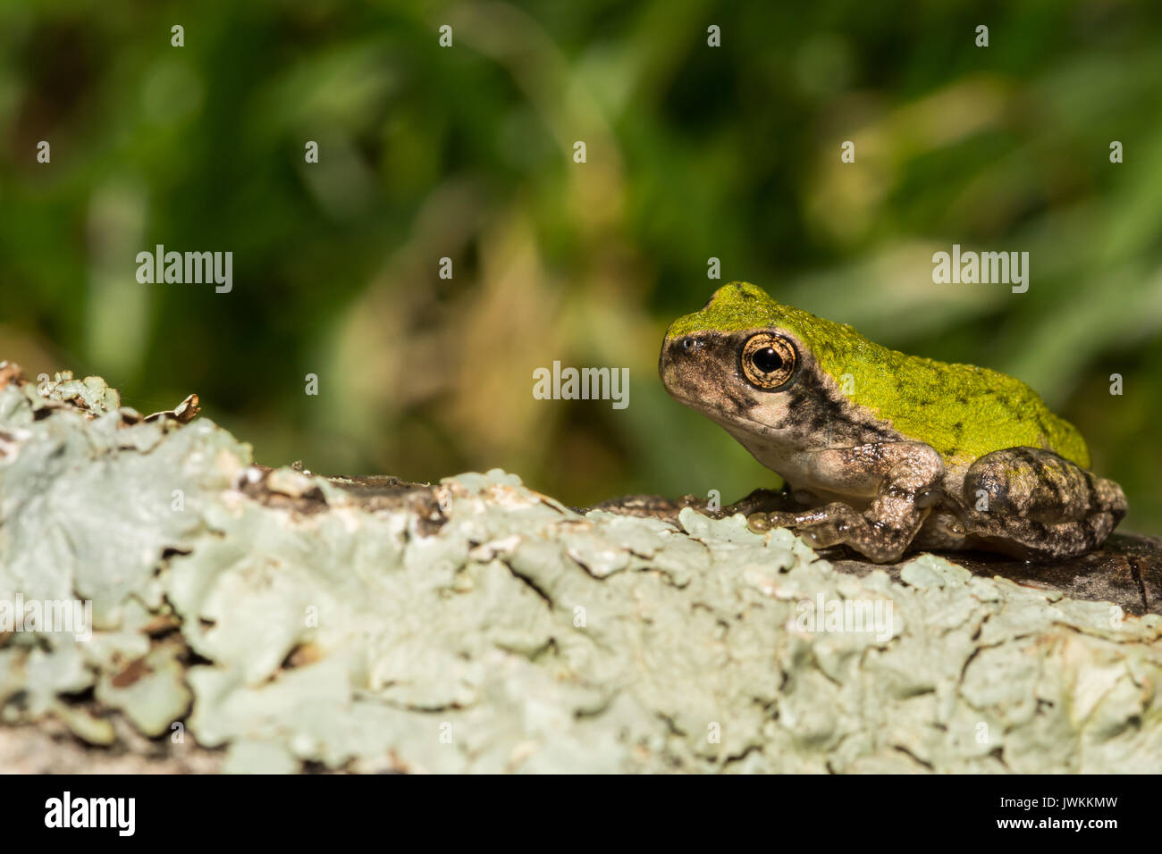 Una chiusura del grigio di una raganella Metamorph Foto Stock