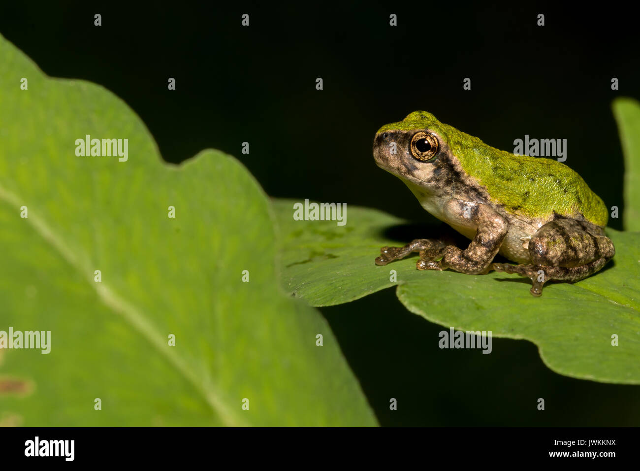 Una chiusura del grigio di una raganella Metamorph Foto Stock
