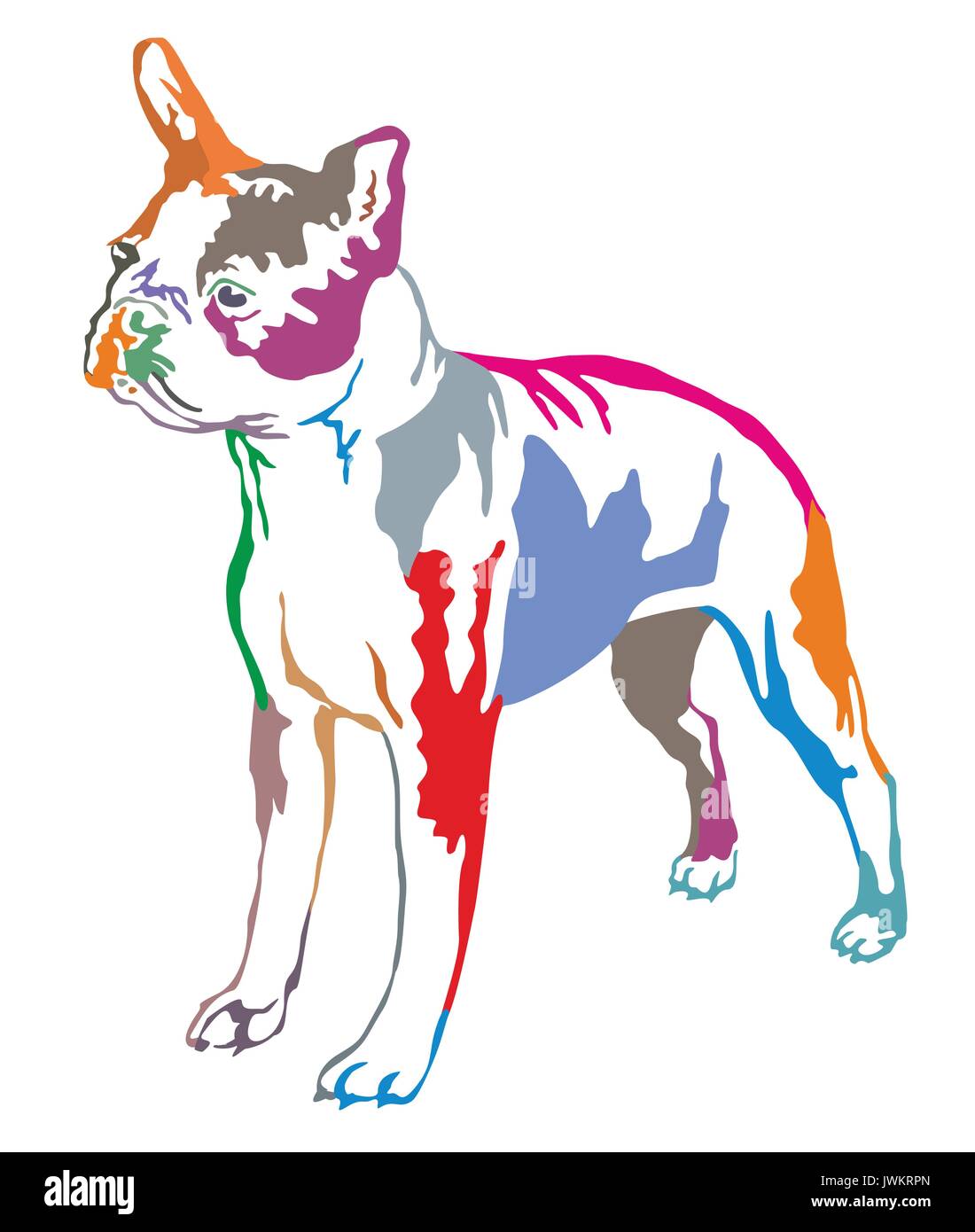 Decorativo colorato ritratto di standing in profilo Boston Terrier, vettore illustrazione isolato su sfondo bianco Illustrazione Vettoriale