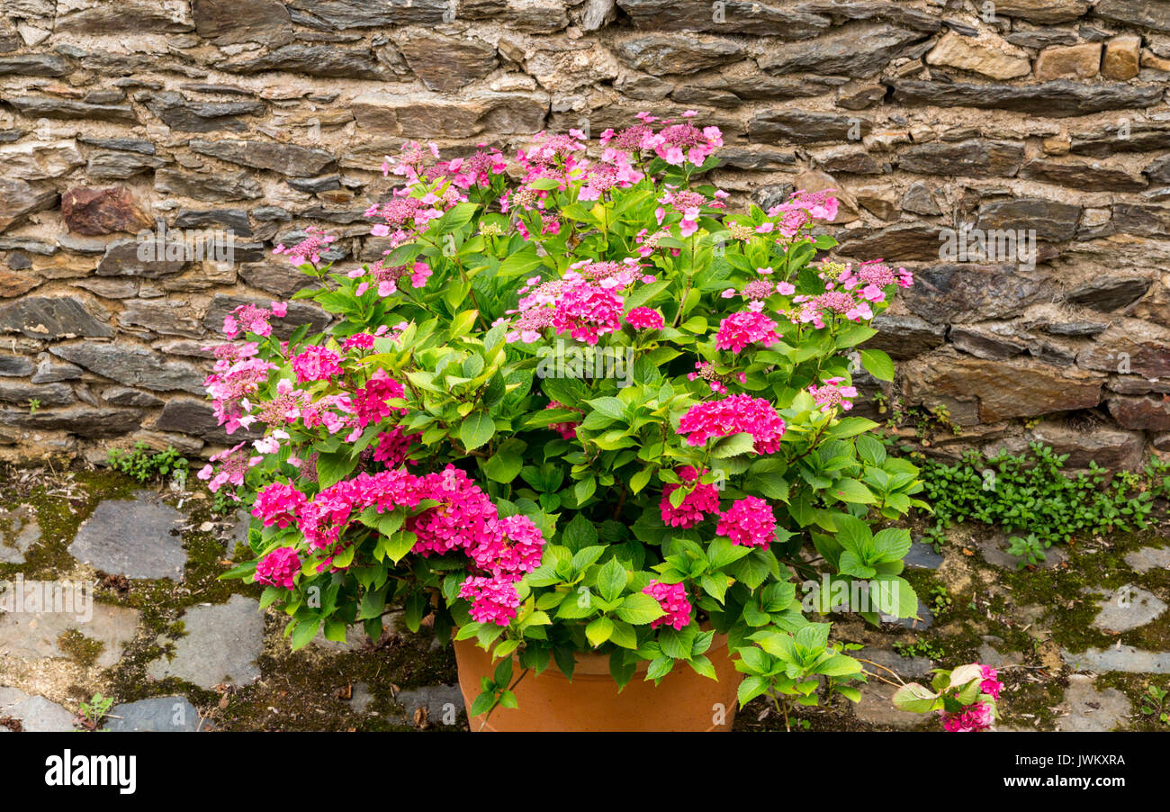 Rosa luminoso ortensie in una pentola contro un vecchio muro di pietra Foto Stock