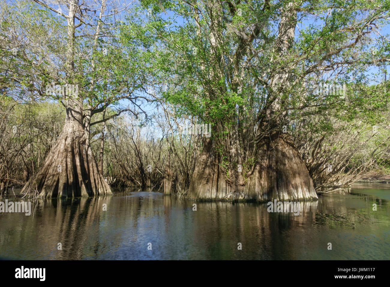 Rock Bluff primaverile sul fiume Suwanee, Gilchrist County florida Foto Stock