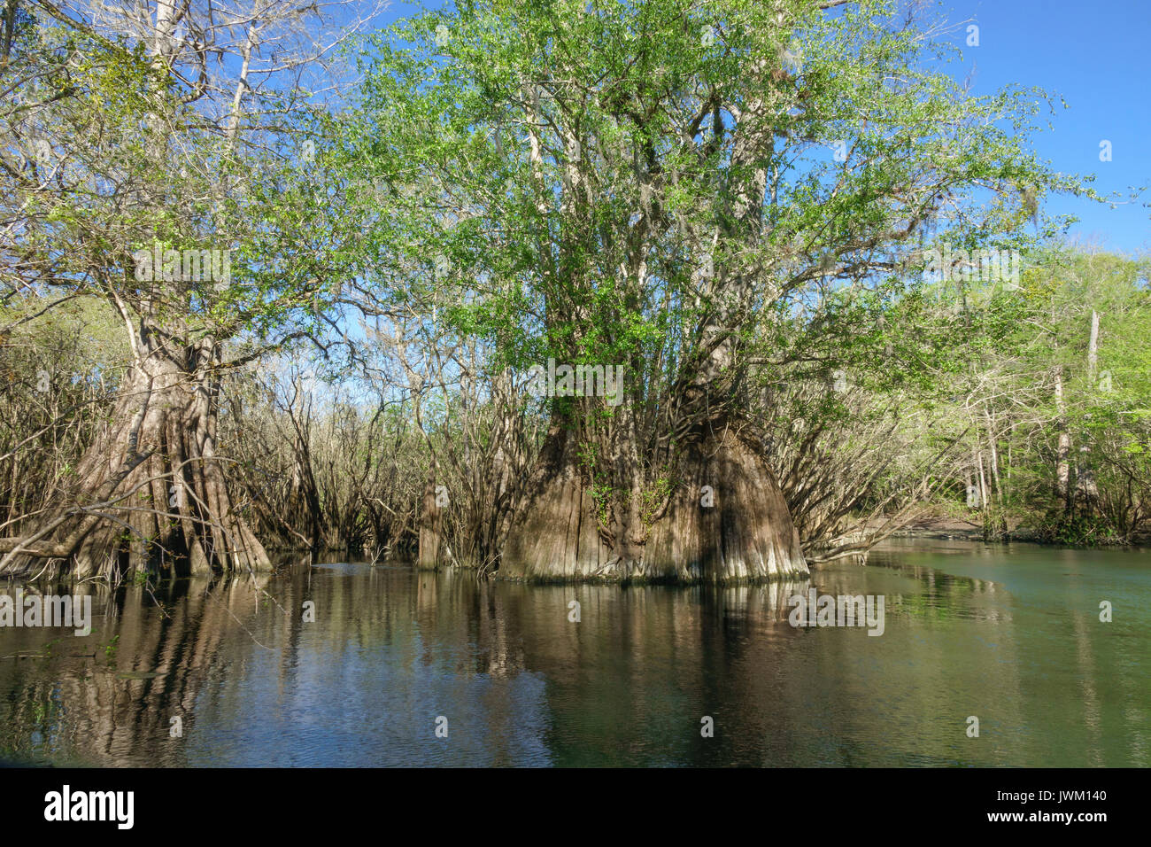 Rock Bluff primaverile sul fiume Suwanee, Gilchrist County florida Foto Stock