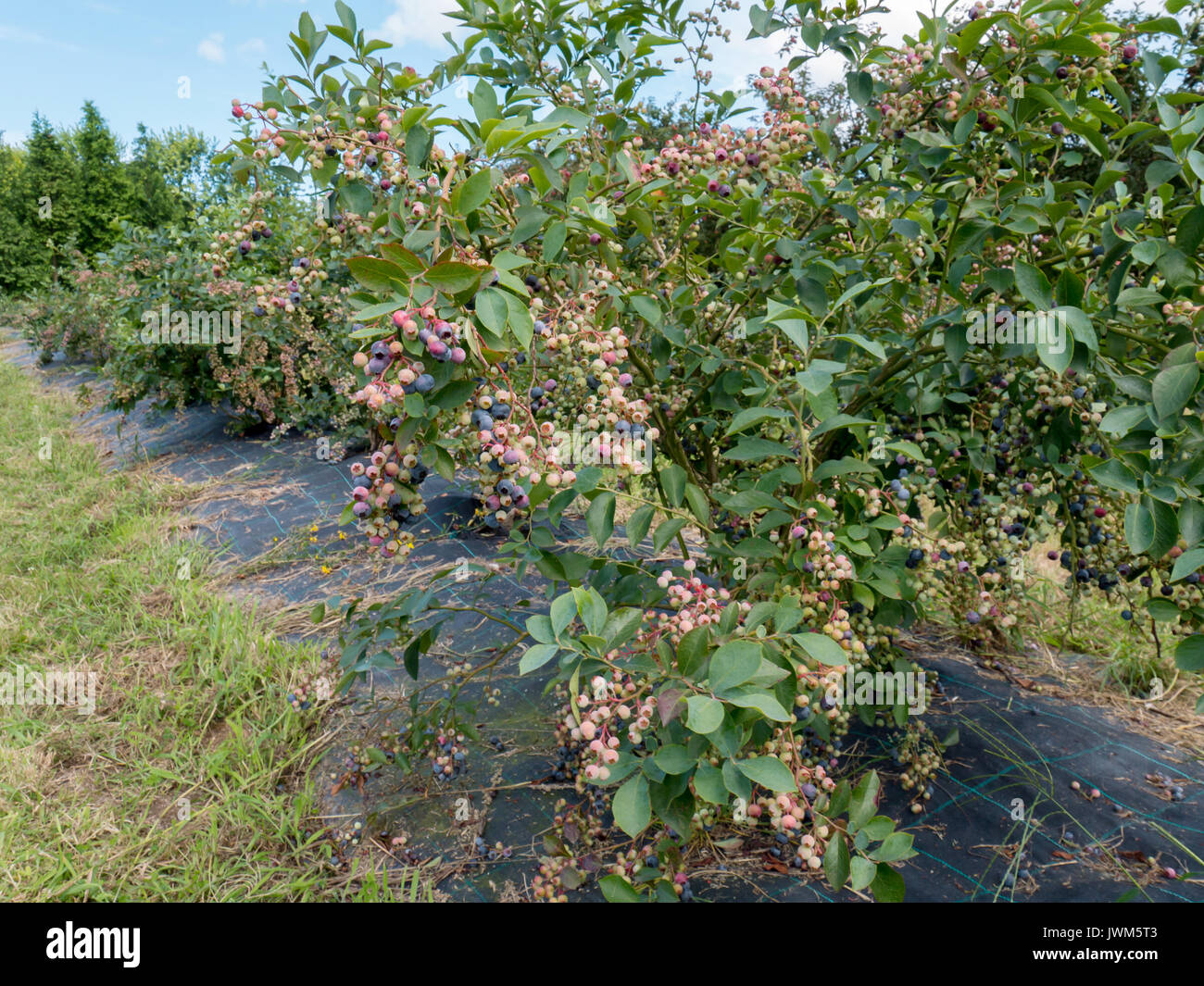 Fila di cespugli di mirtilli con frutti a bacca plantation Foto Stock