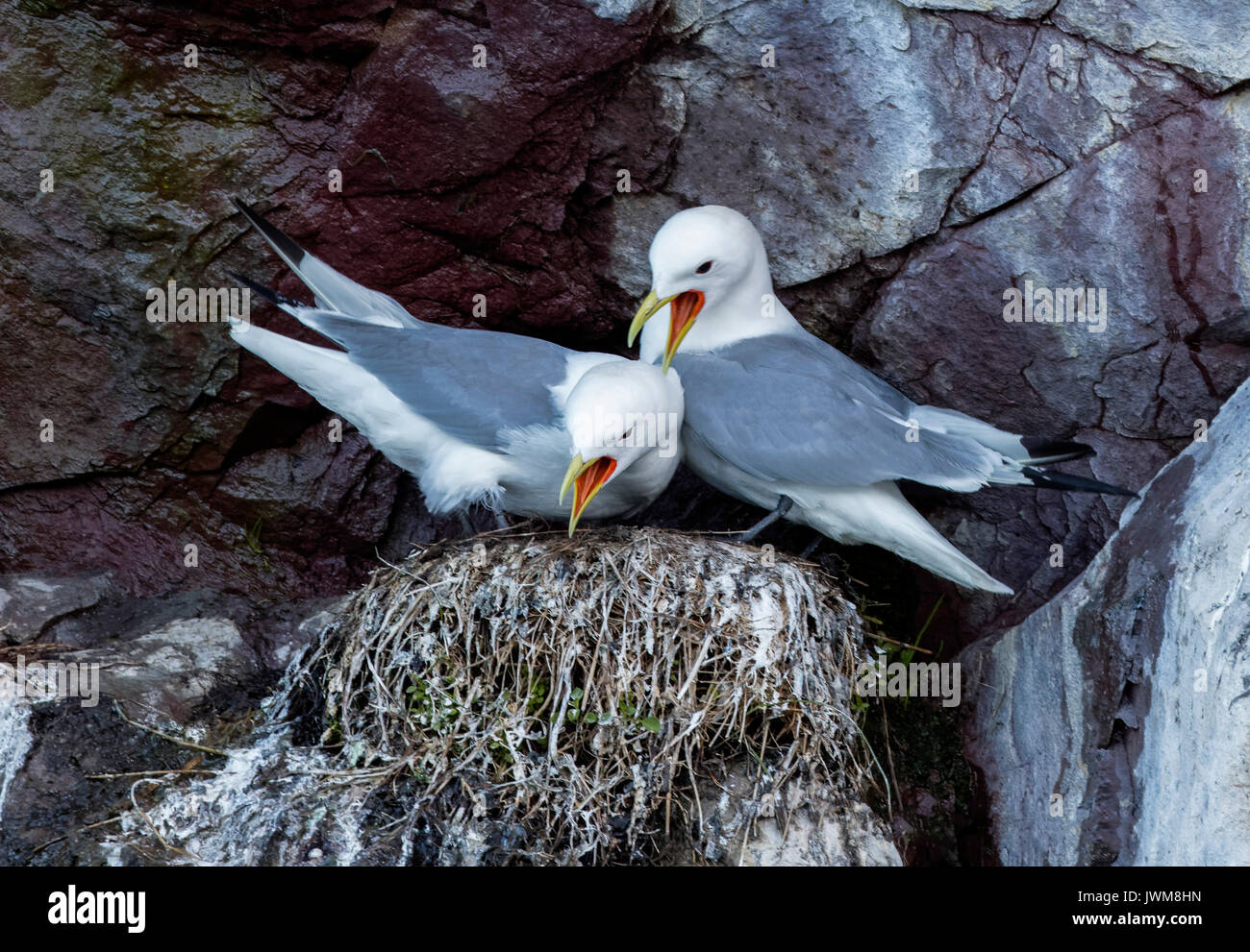 Nero-KITTIWAKES ZAMPE IN AREA DI NIDIFICAZIONE IN WITLESS BAY. Foto Stock