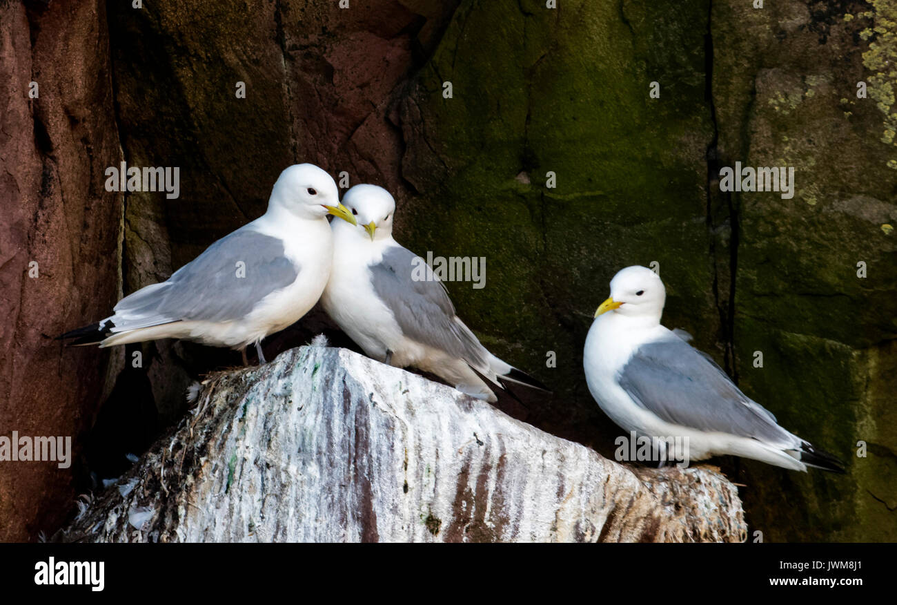 Nero-KITTIWAKES ZAMPE IN AREA DI NIDIFICAZIONE IN WITLESS BAY. Foto Stock