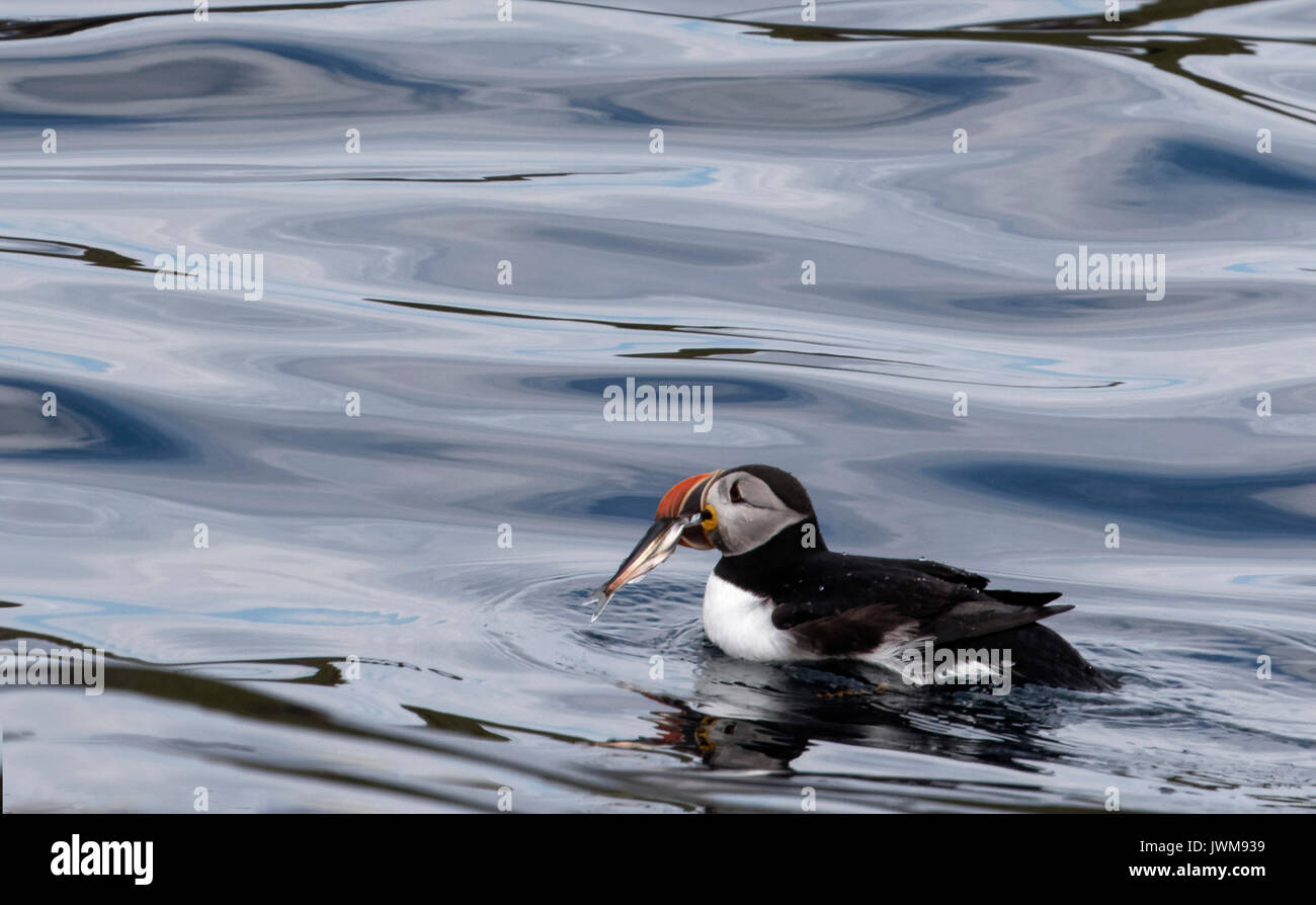 Atlantic Puffin sono cercando comico ma meraviglioso da osservare. Foto Stock