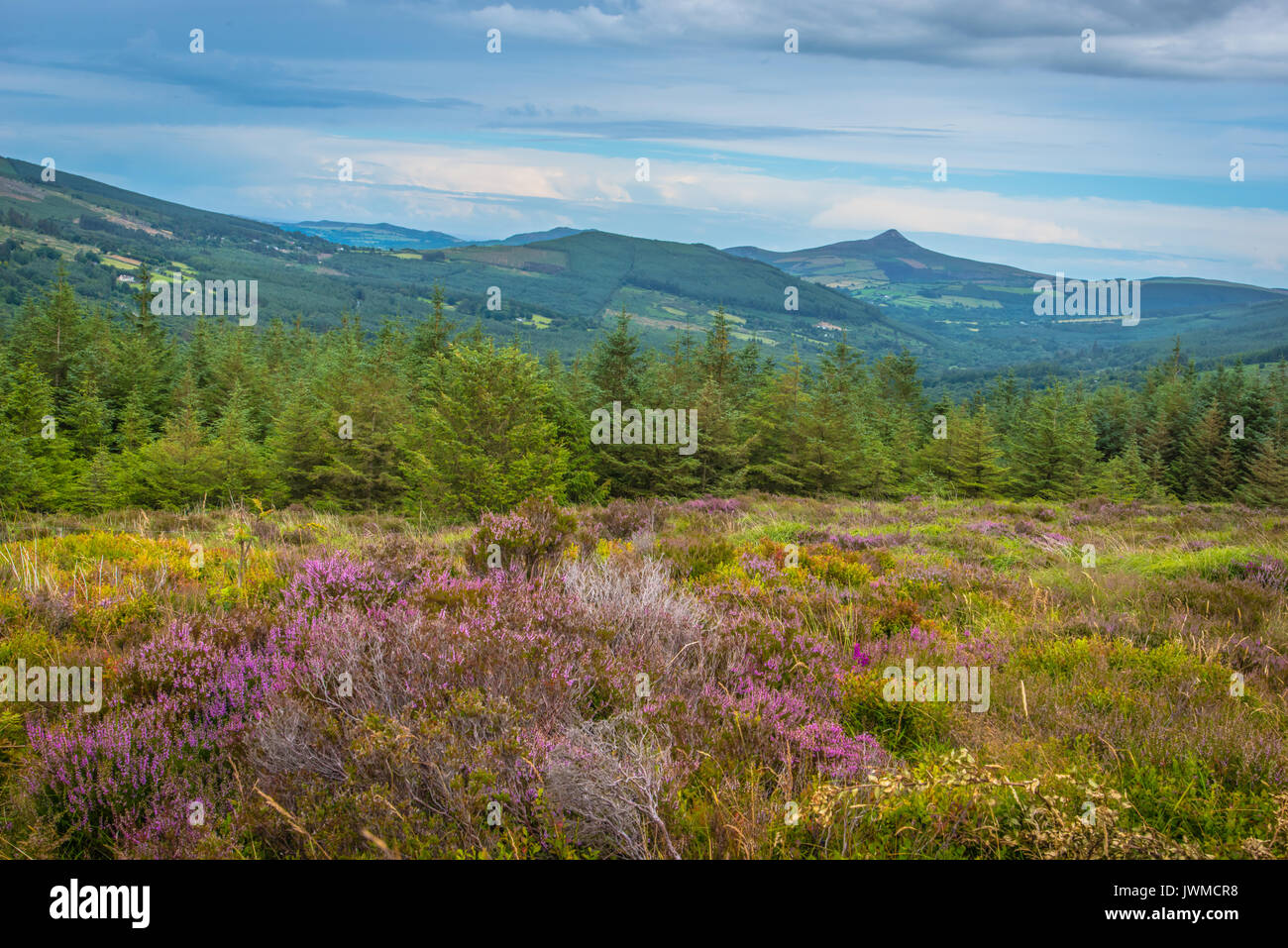 Montagne glendaugh Irlanda con fiori in primo piano Foto Stock