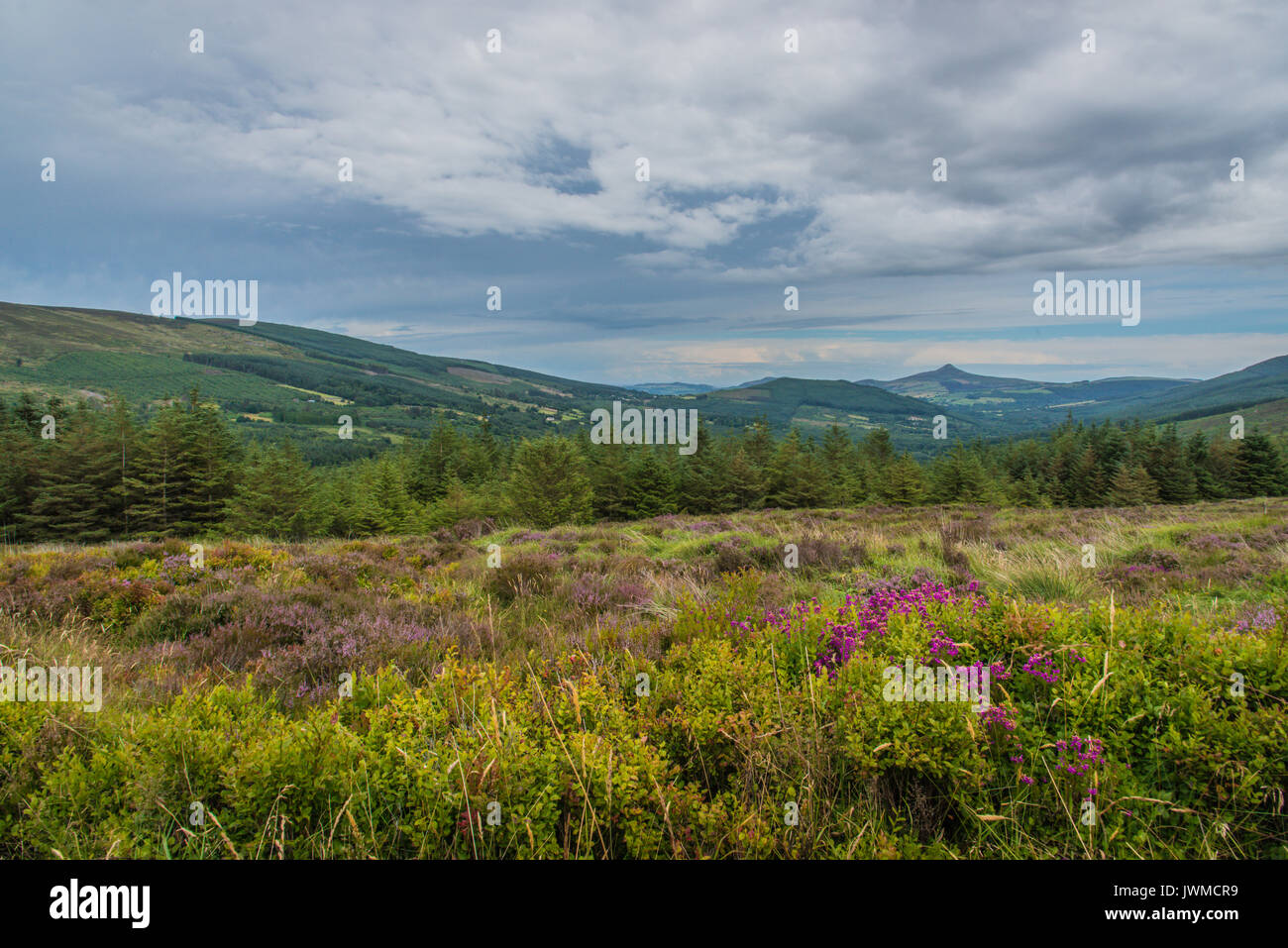 Montagne glendaugh Irlanda con fiori in primo piano Foto Stock