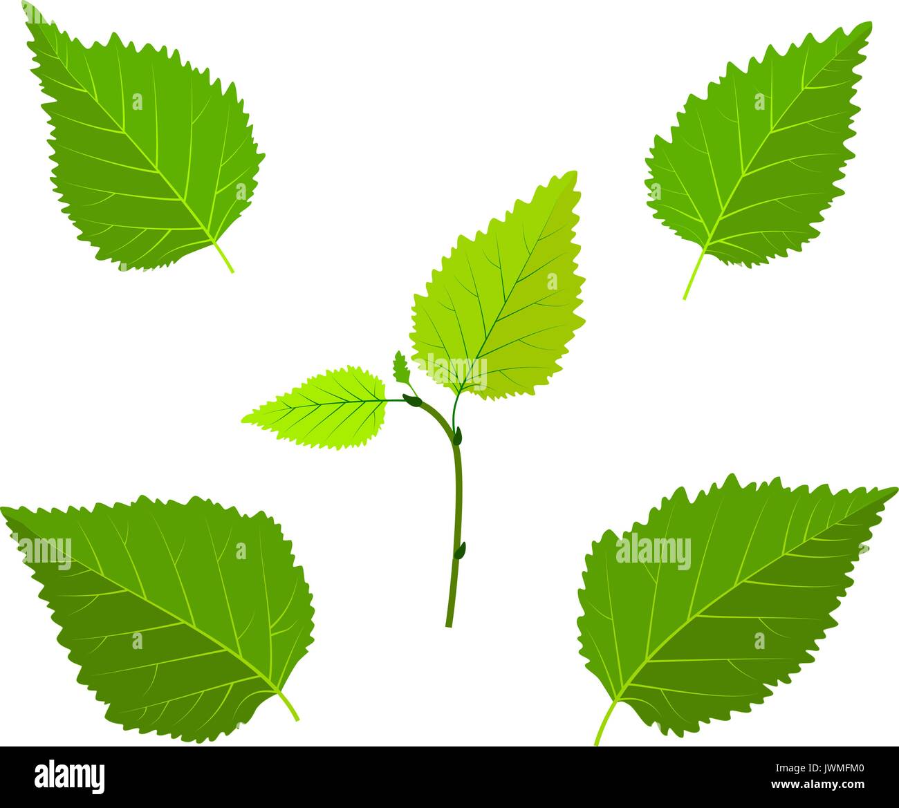 Betulla foglie verdi e il germoglio imposta illustrazione vettoriale Illustrazione Vettoriale
