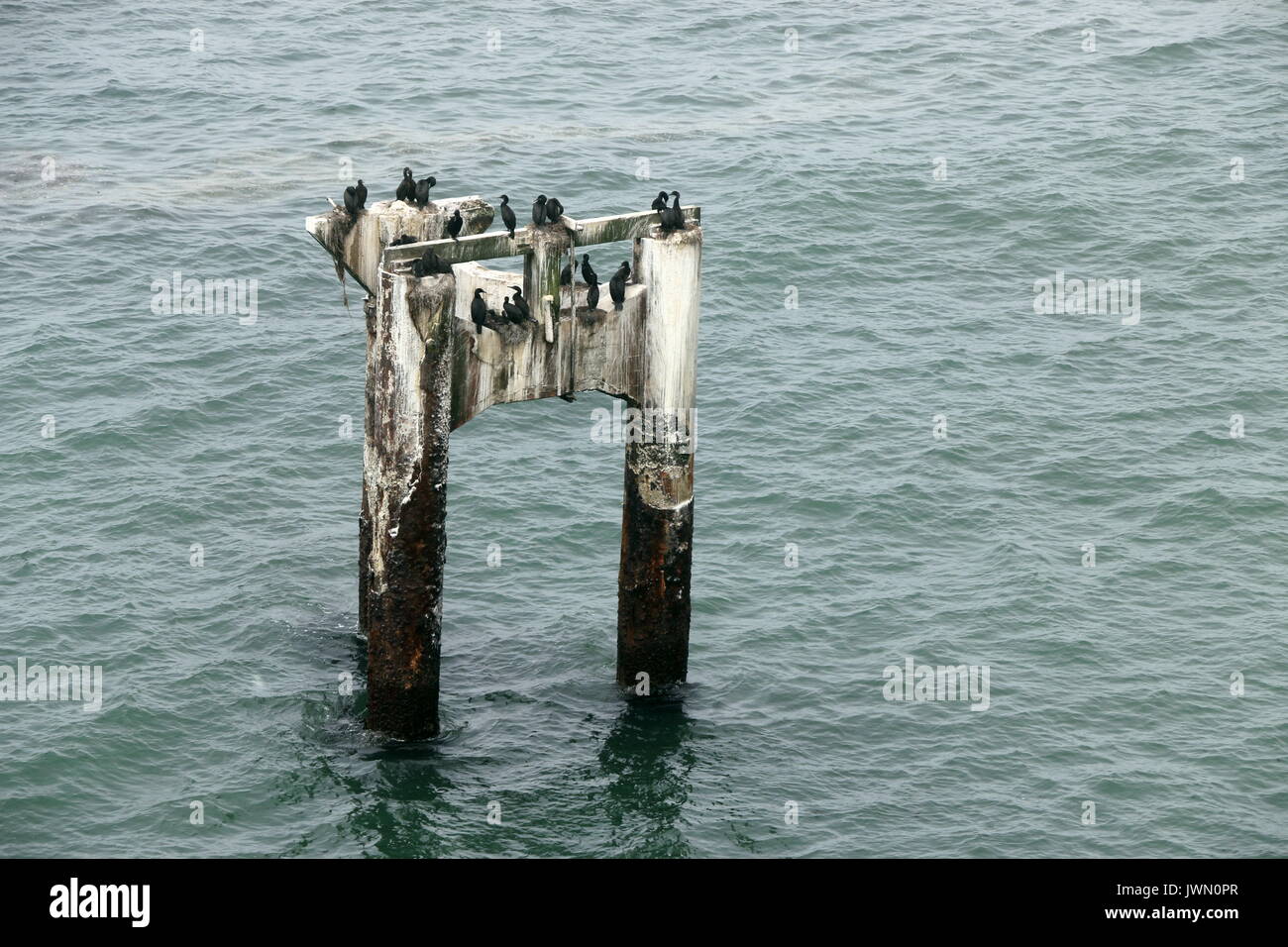 Uccelli di mare Pesce persico su un molo vecchio, CA. Foto Stock