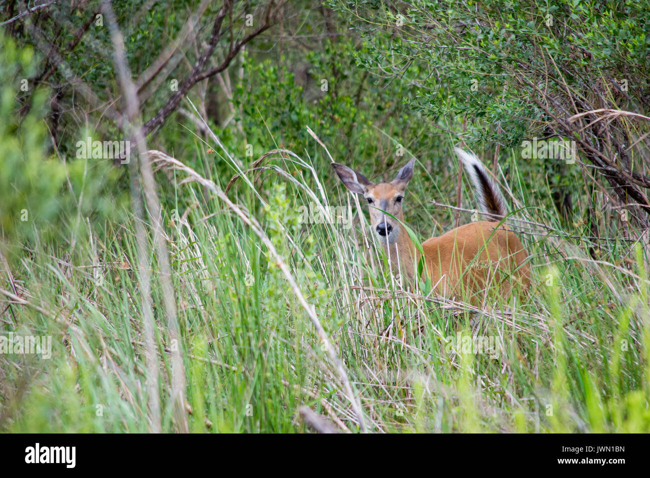 Curioso White Tailed Deer. Foto Stock