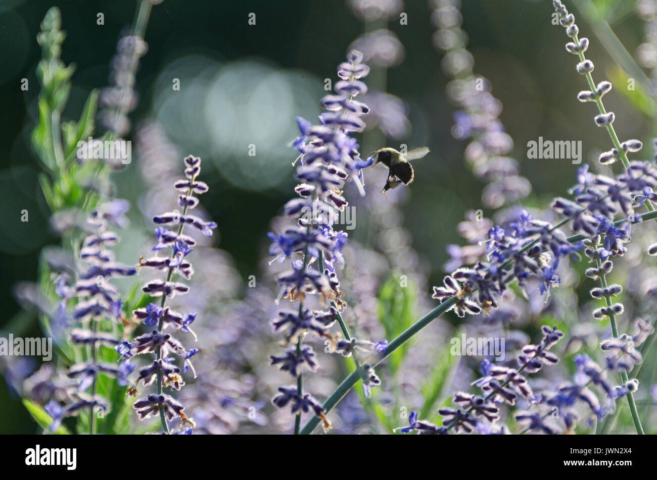 L'alimentazione delle api su fiori di lavanda Foto Stock