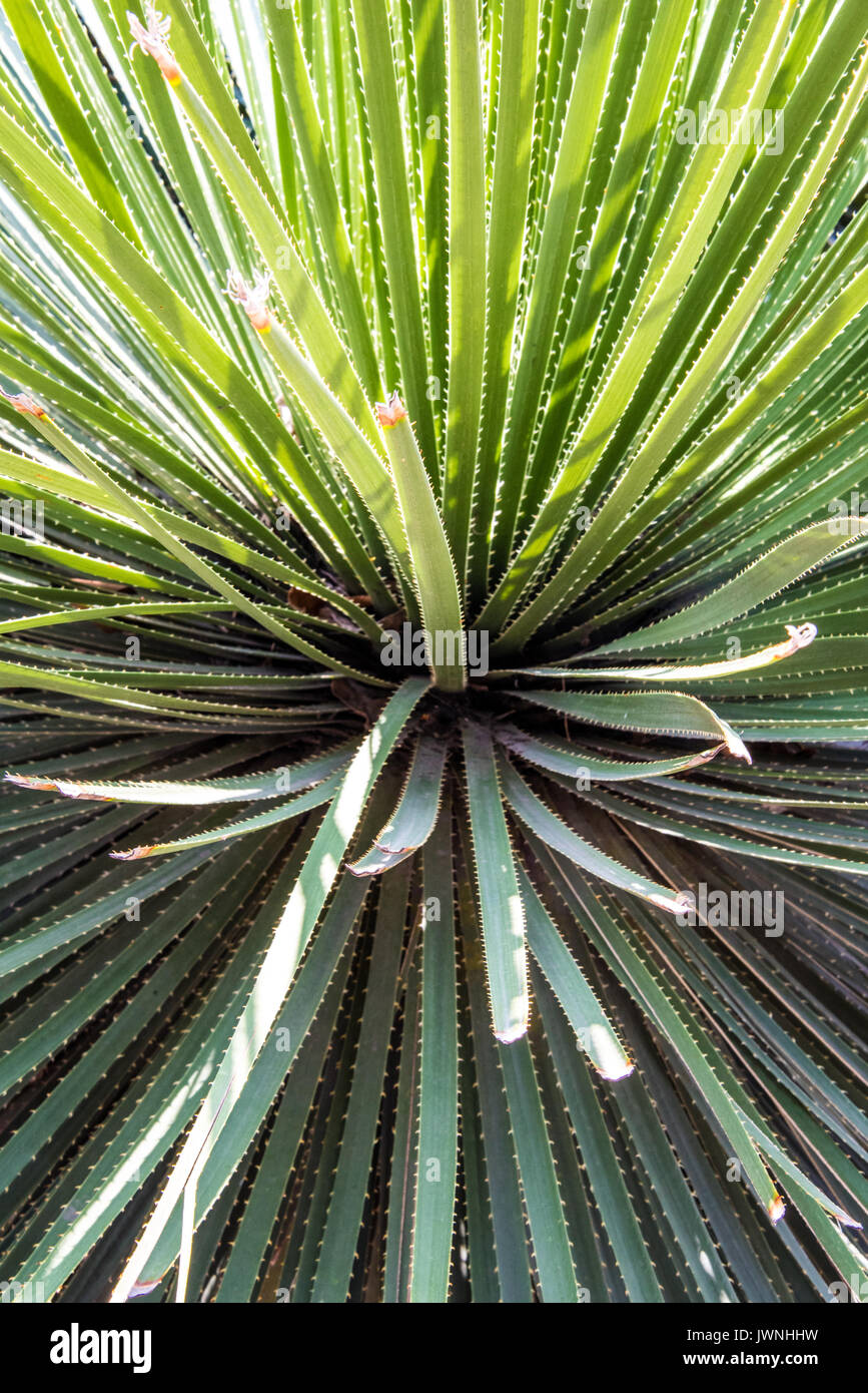 Chiudere fino a dente di sega sottili foglie di una desert cactus atta ad un arido ambiente in un frame completo vista la natura Foto Stock