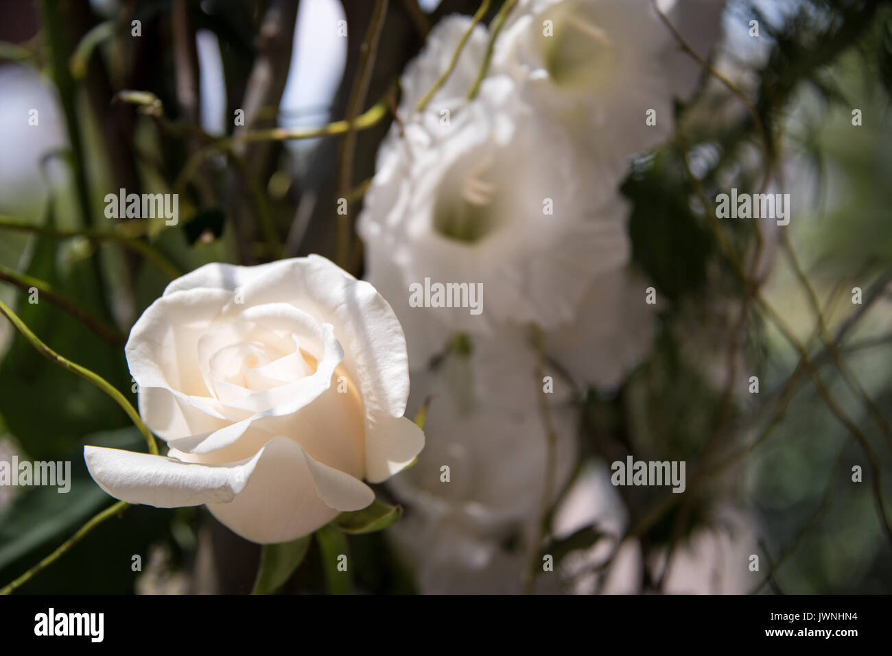 Solo perfetto rosa bianca in un albero di luce del sole in un esterno di decorazioni per matrimoni assortita con altri fiori e vegetazione tropicale dietro Foto Stock