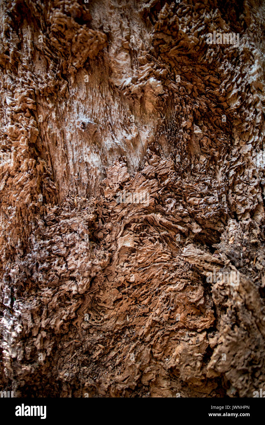 Full frame da vicino la vista su terreni accidentati vecchio albero con spellata corteccia. Include lo spazio di copia. Foto Stock