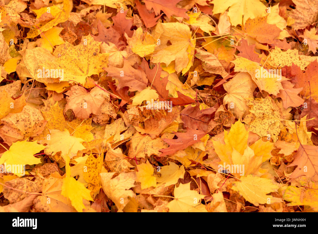 Vivace giallo e arancio autunno foglie di acero giacente sul terreno in una fitta moquette simbolico del mutare delle stagioni Foto Stock