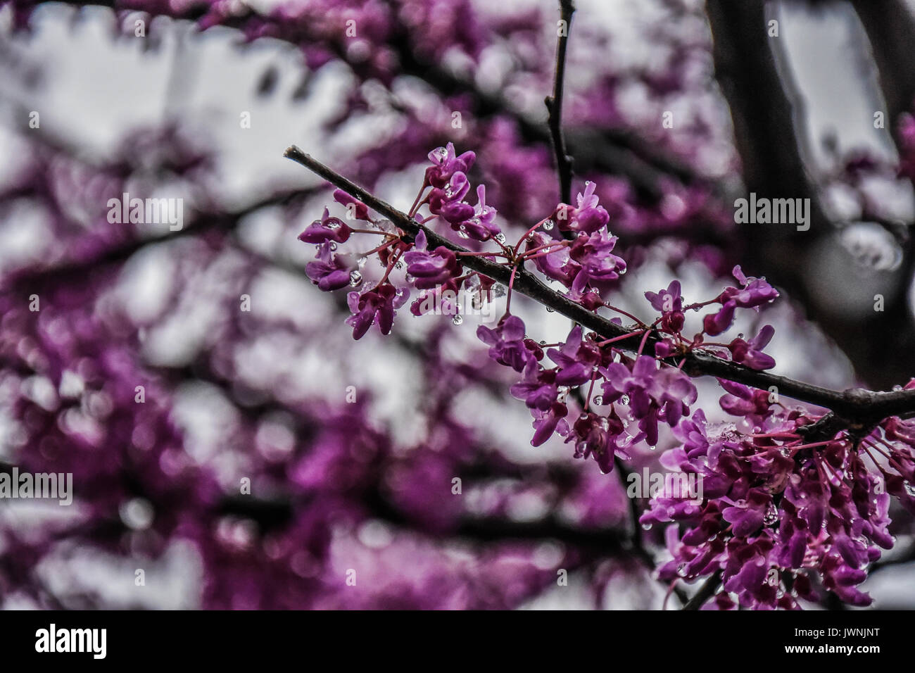 Colorato di rosa viola primavera sbocciano i fiori su un albero con fiocchi di neve in inverno in aria simbolico del mutare delle stagioni e clima Foto Stock