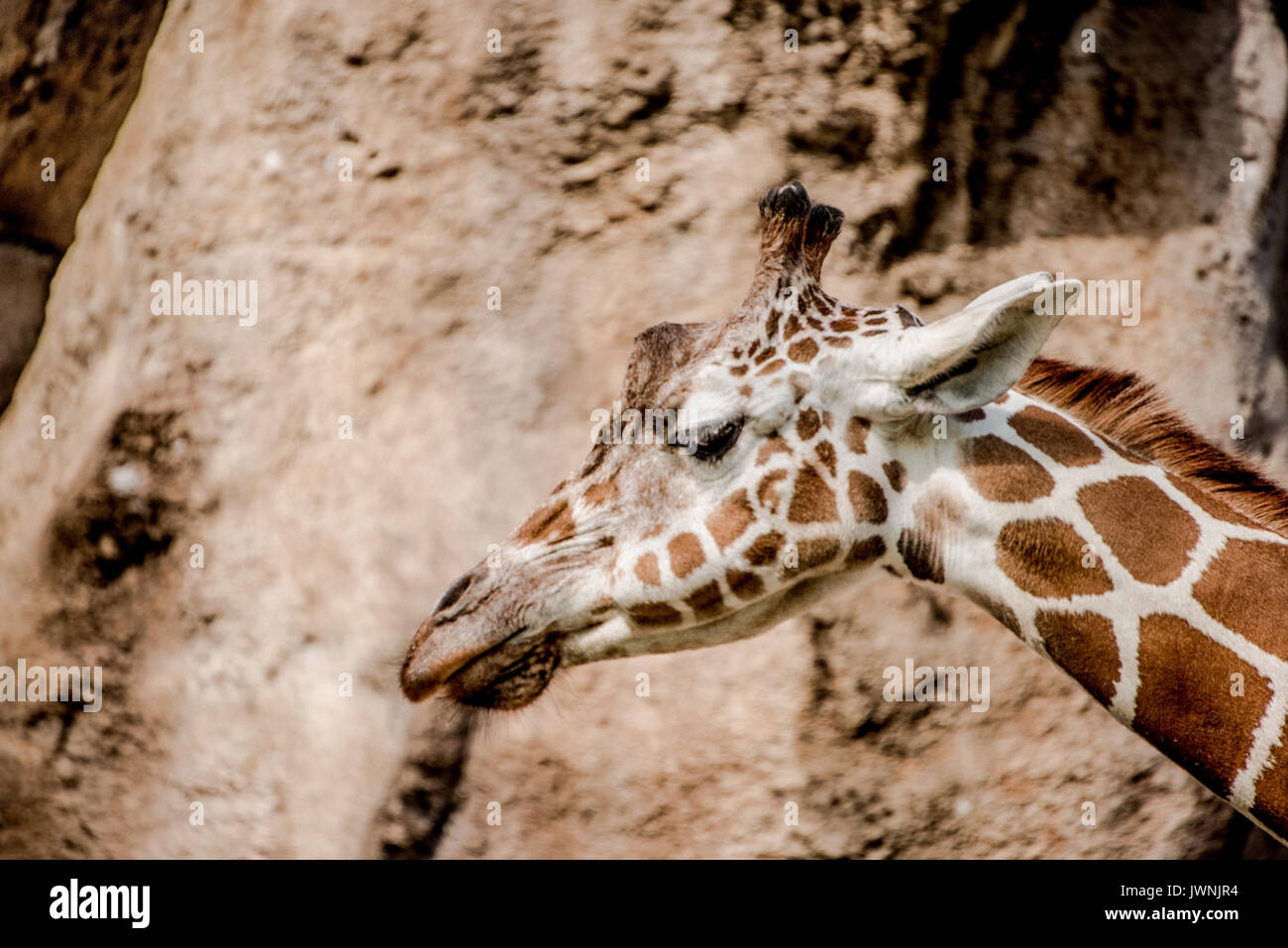 Close up lato vista di profilo della testa di una giraffa in cattività in uno zoo in un eco turismo concept Foto Stock