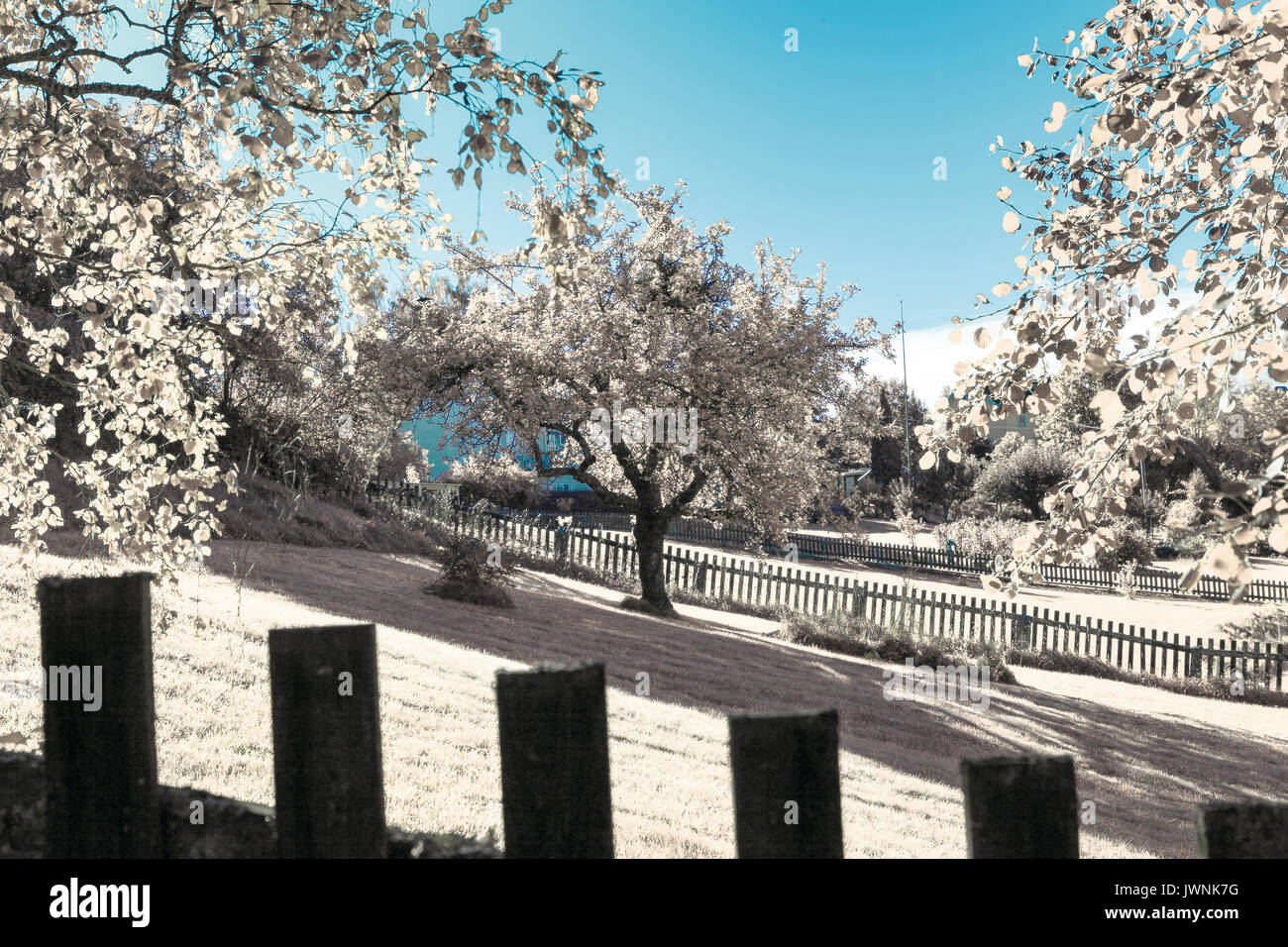 Girato a infrarossi del giardino estivo con alberi e recinzione. Colori invertiti. Foto Stock