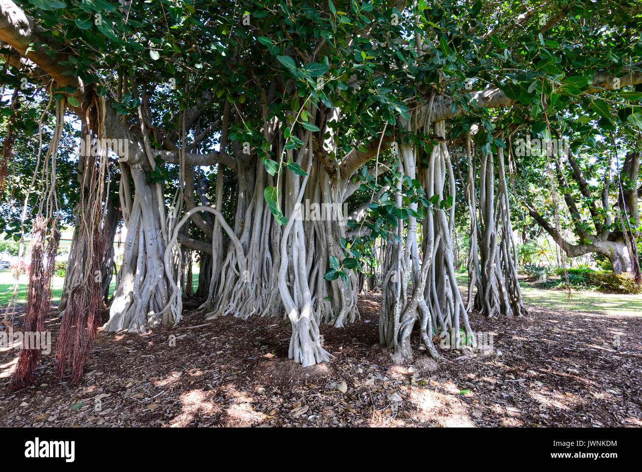 Grandi e vecchi alberi di fico con impressionante radici aeree, Townsville, Queensland, QLD, Australia Foto Stock