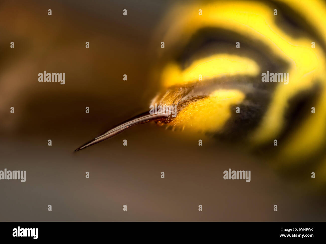 Pungiglione di vespa (Vespa vulgaris) micro fotografia Foto Stock