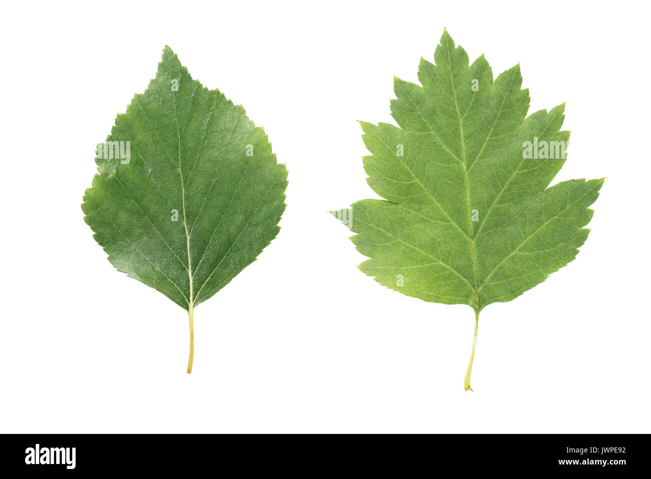 Due foglie verdi da Linden e biancospino alberi isolati su sfondo bianco Foto Stock