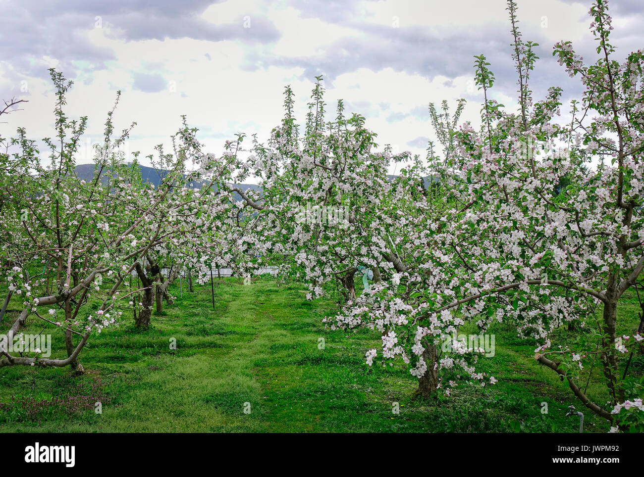 Fiori di Apple al giardino di Akita, Giappone. Prefettura di Akita Akita (-ken) è una prefettura del Giappone si trova nella regione di Tohoku dell'Honshu settentrionale. Foto Stock