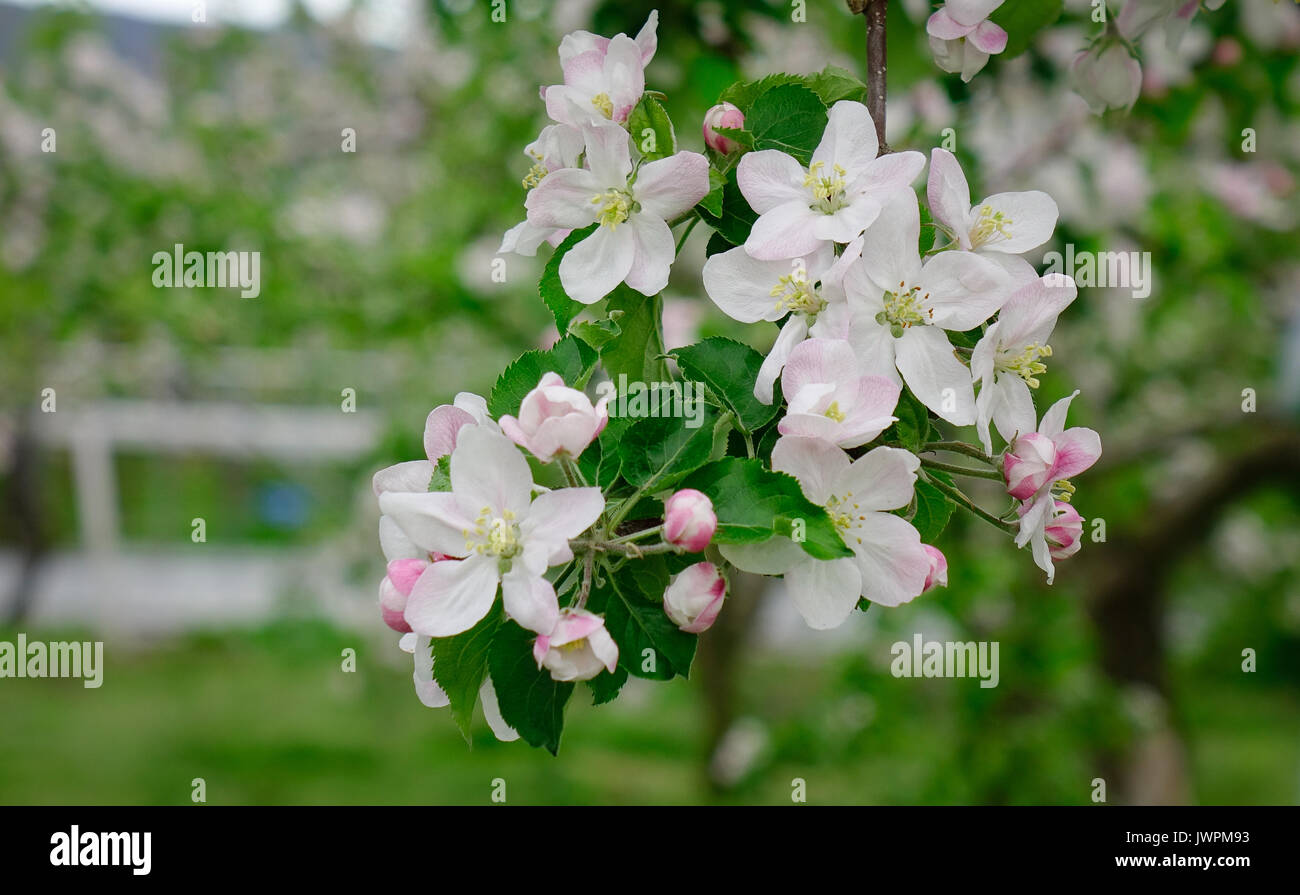 Fiori di Apple al giardino di Akita, Giappone. Prefettura di Akita Akita (-ken) è una prefettura del Giappone si trova nella regione di Tohoku dell'Honshu settentrionale. Foto Stock