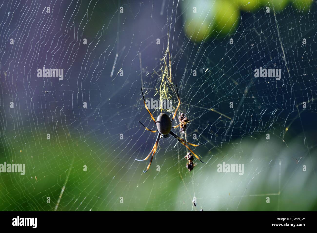 Golden Orb-tessitura Spider (Nephila plumipes) nella Sunshine Coast, Queensland, Australia Foto Stock