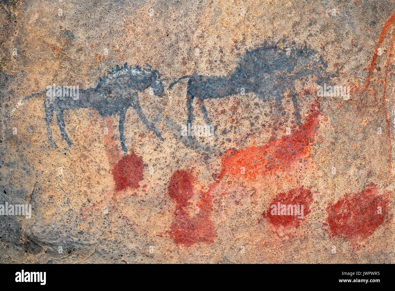I Boscimani (SAN) rock dipinto di nero GNU, Sud Africa Foto Stock